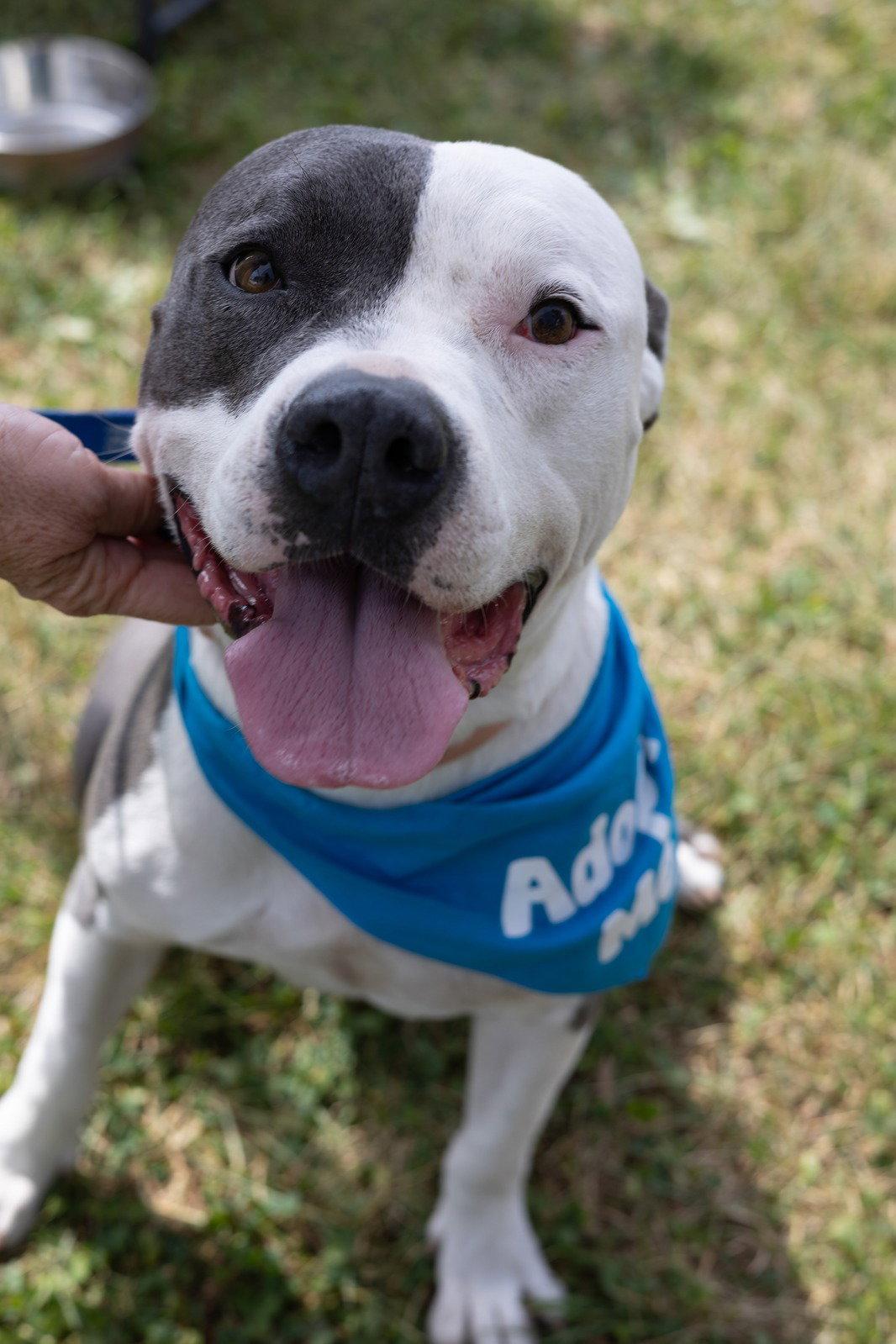 Galiano- LOVES kids, Adoptable, Adult Male Pit Bull Terrier.