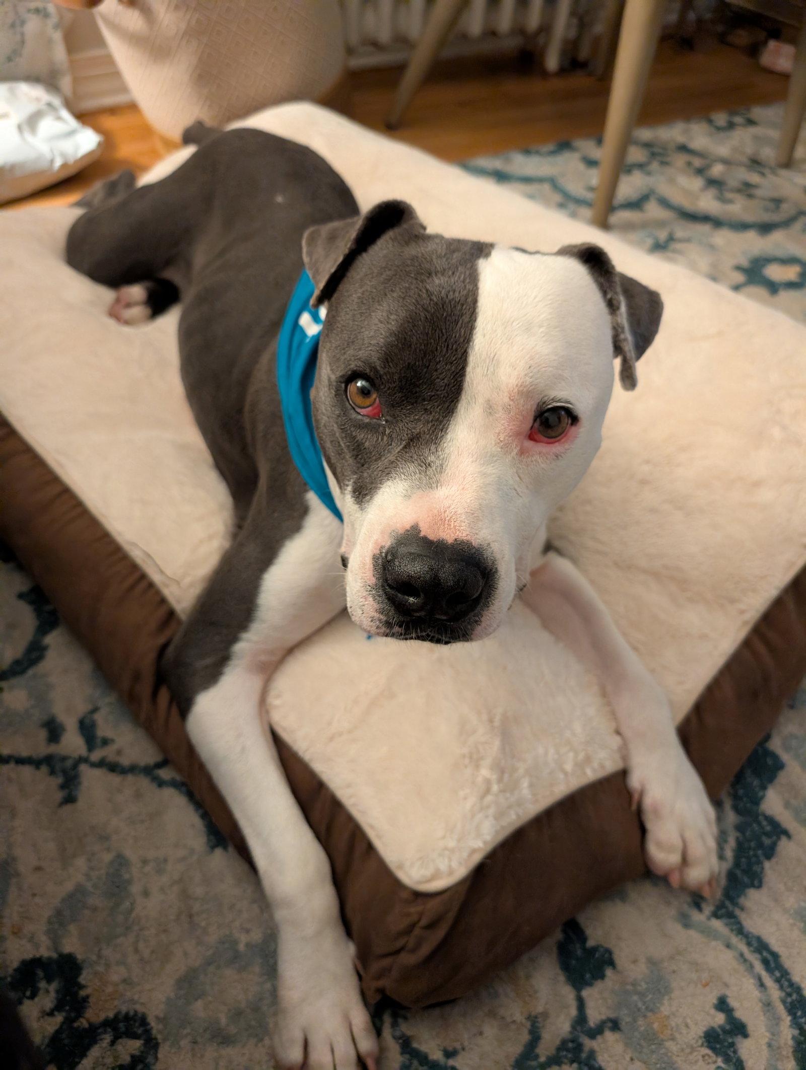Galiano- LOVES kids, a Adoptable Pit Bull Terrier in Oakhurst, NJ image 1/3