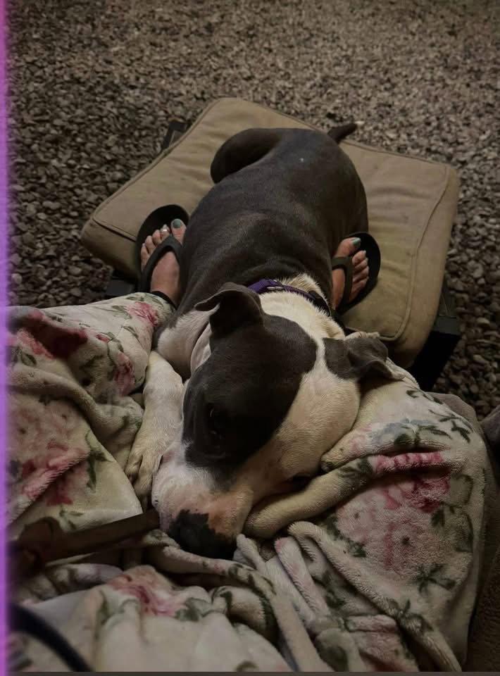 Galiano- LOVES kids, a Adoptable Pit Bull Terrier in Oakhurst, NJ image 2/3