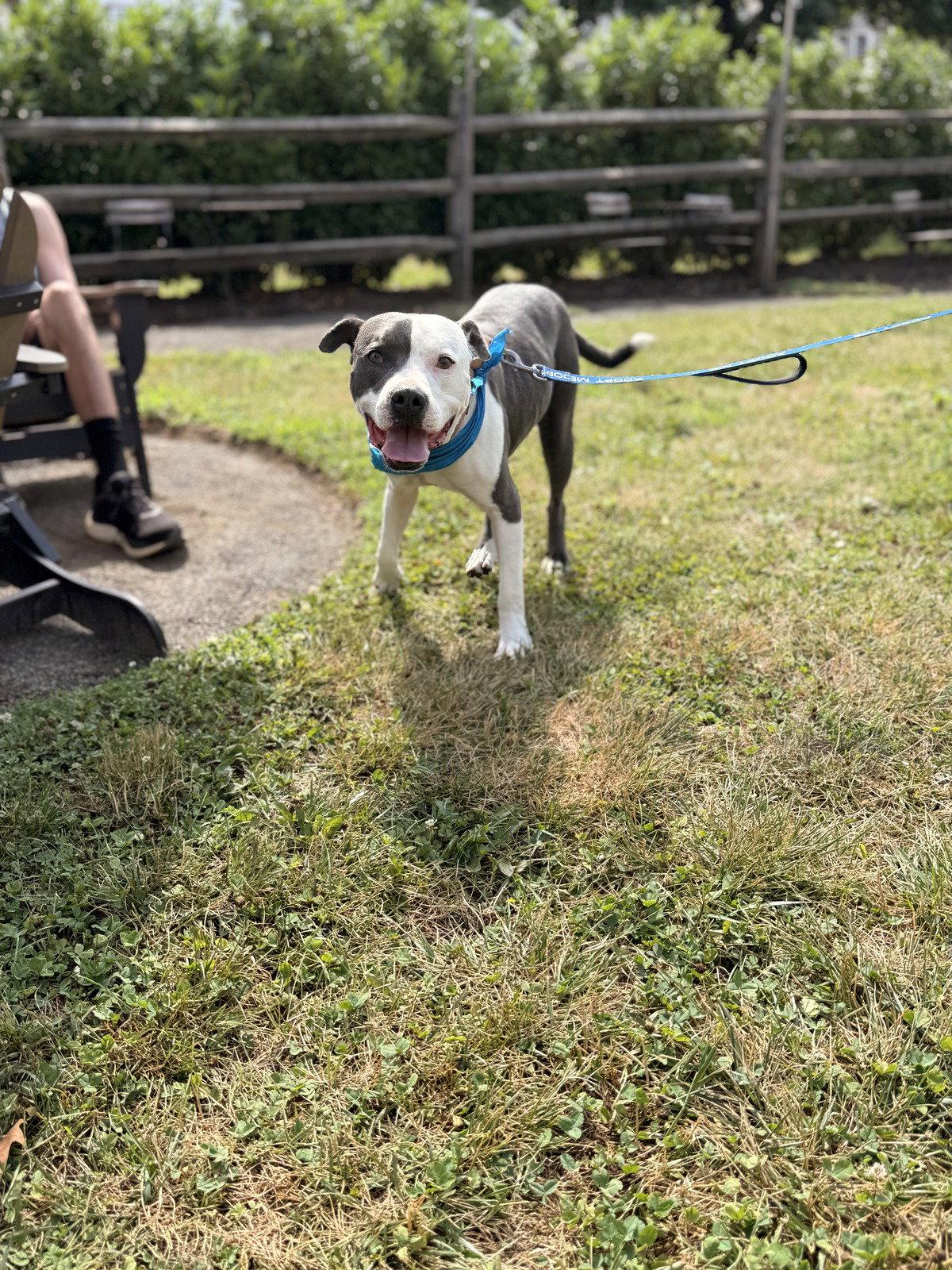 Enlarge Galiano- LOVES kids, a Adoptable Pit Bull Terrier in Oakhurst, NJ image 3/3