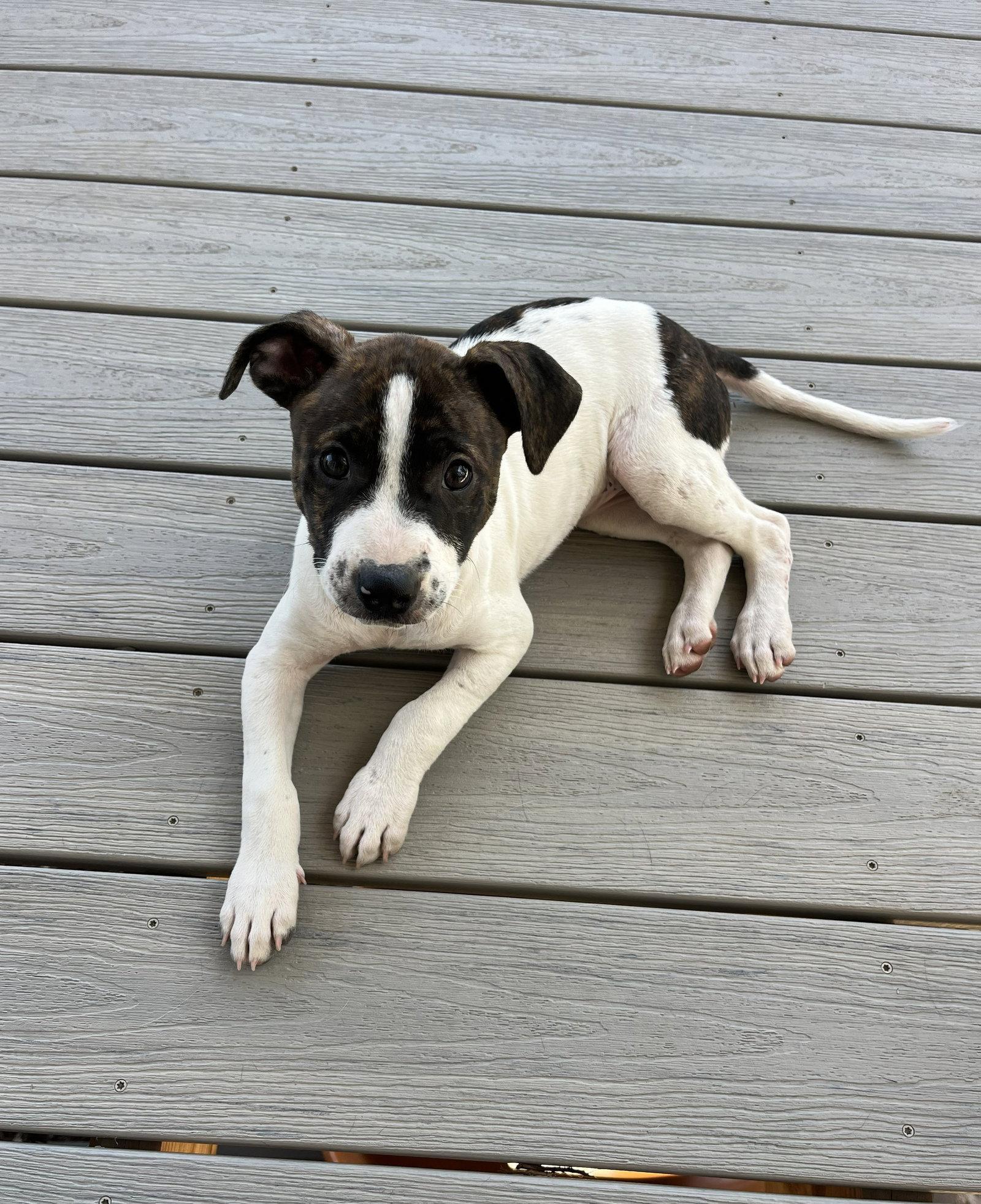 Sadie #13, Adoptable, Puppy Female Staffordshire Bull Terrier.