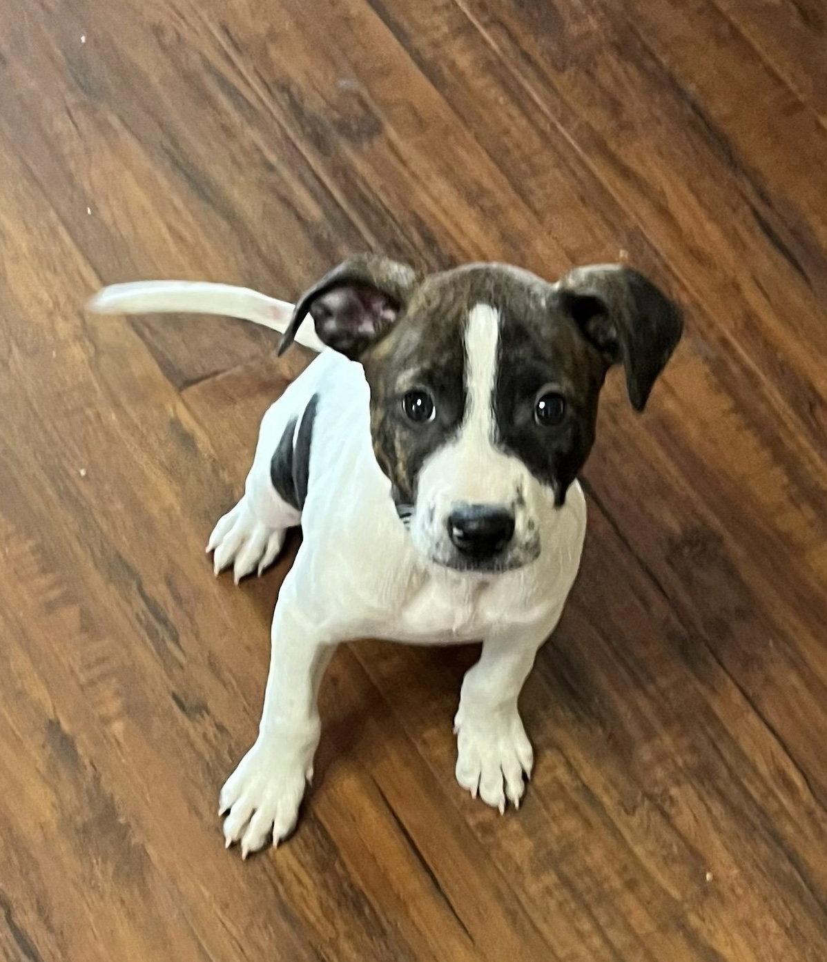 Sadie #13, a Adoptable Staffordshire Bull Terrier in Aurora, CO image 3/3