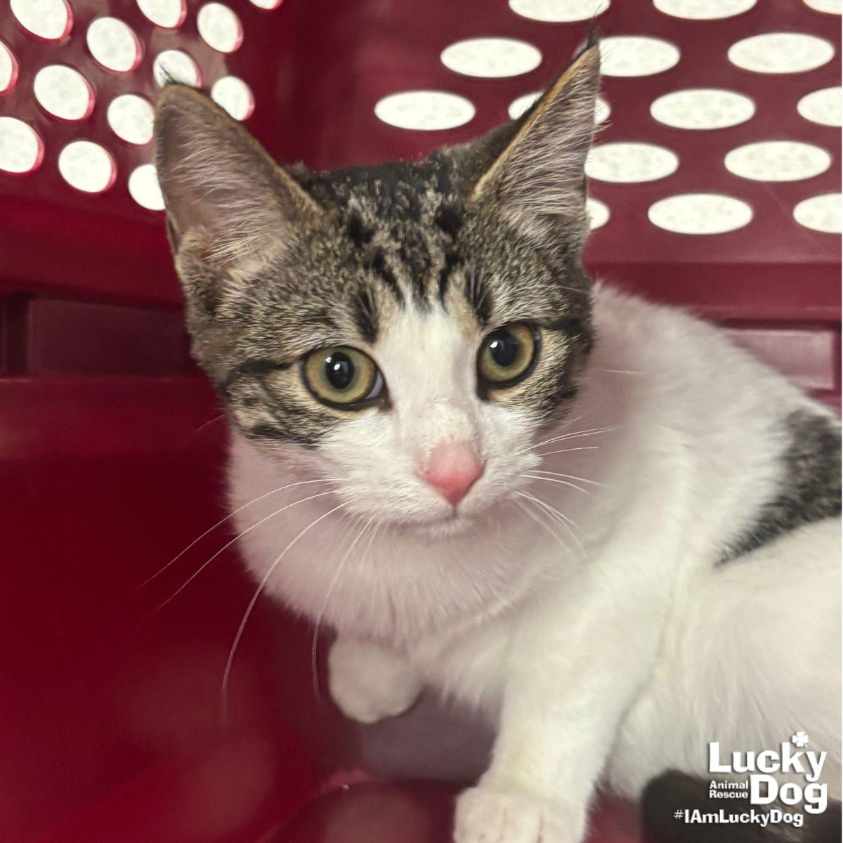 French Toast thumbnail 3