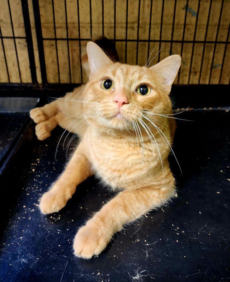 Midas, Adoptable, Young Male Tabby.