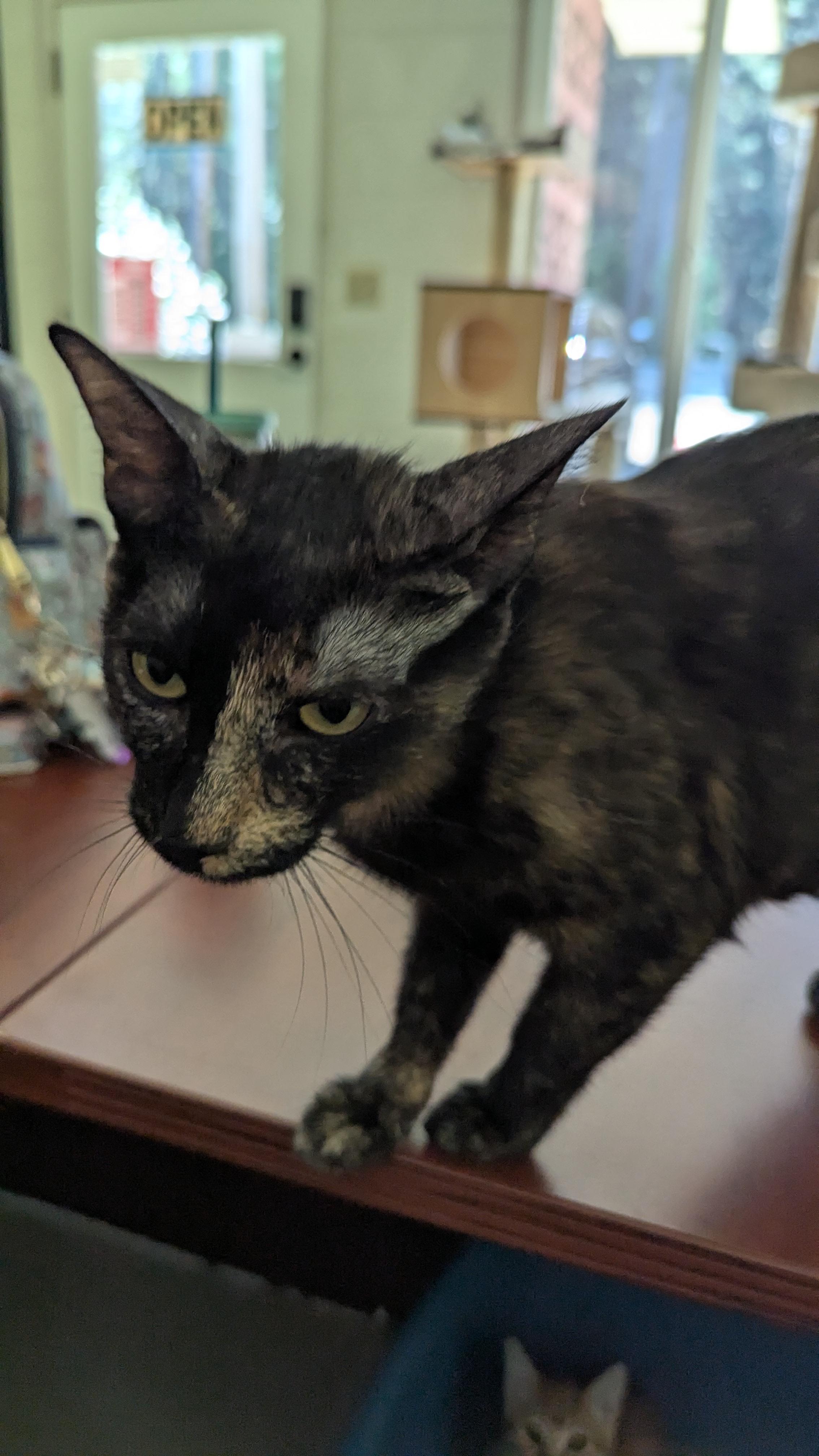 Betty, Adopted, Adult Female Tortoiseshell.