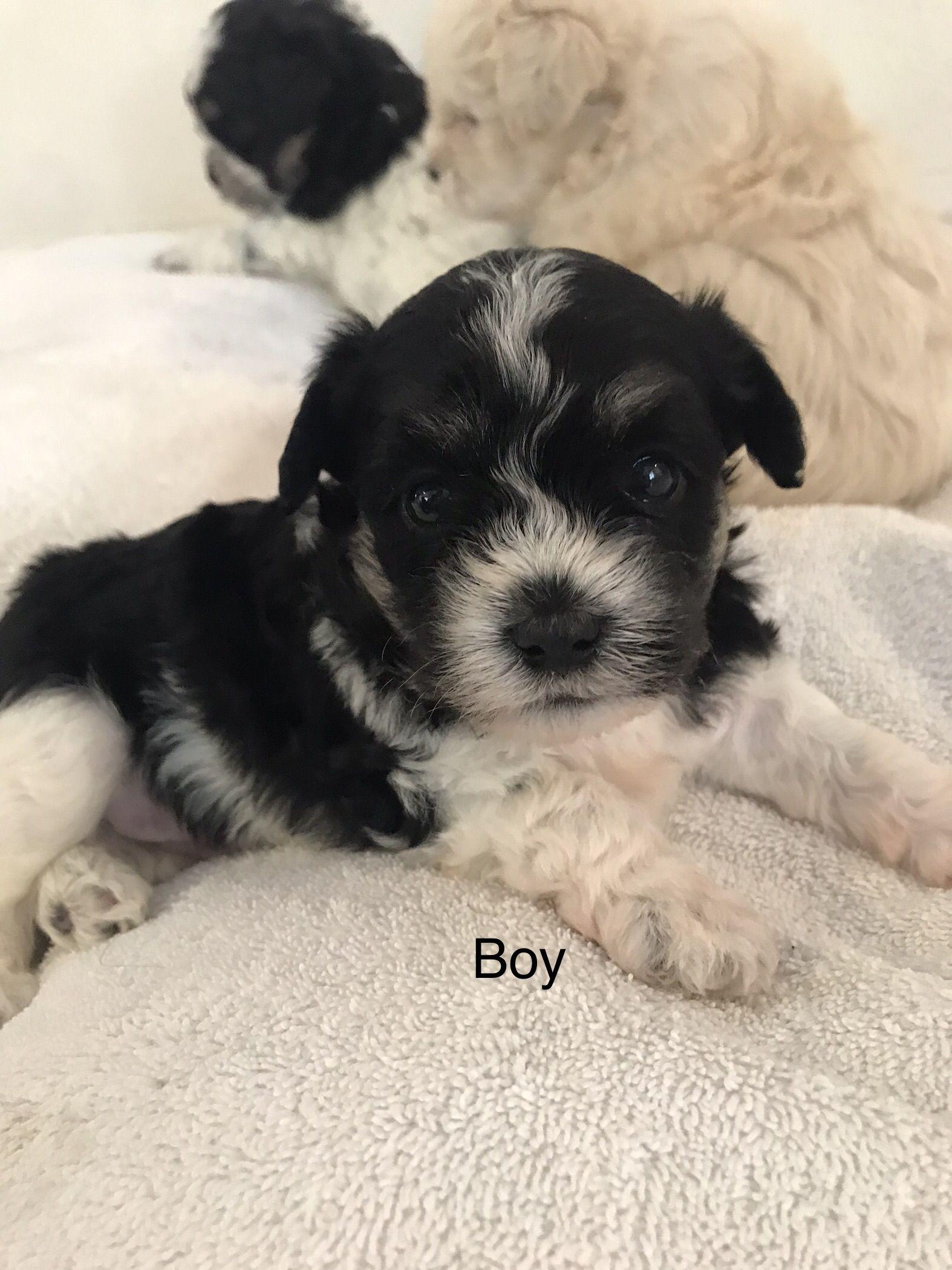 Cookie dough - black and white Maltese puppy -