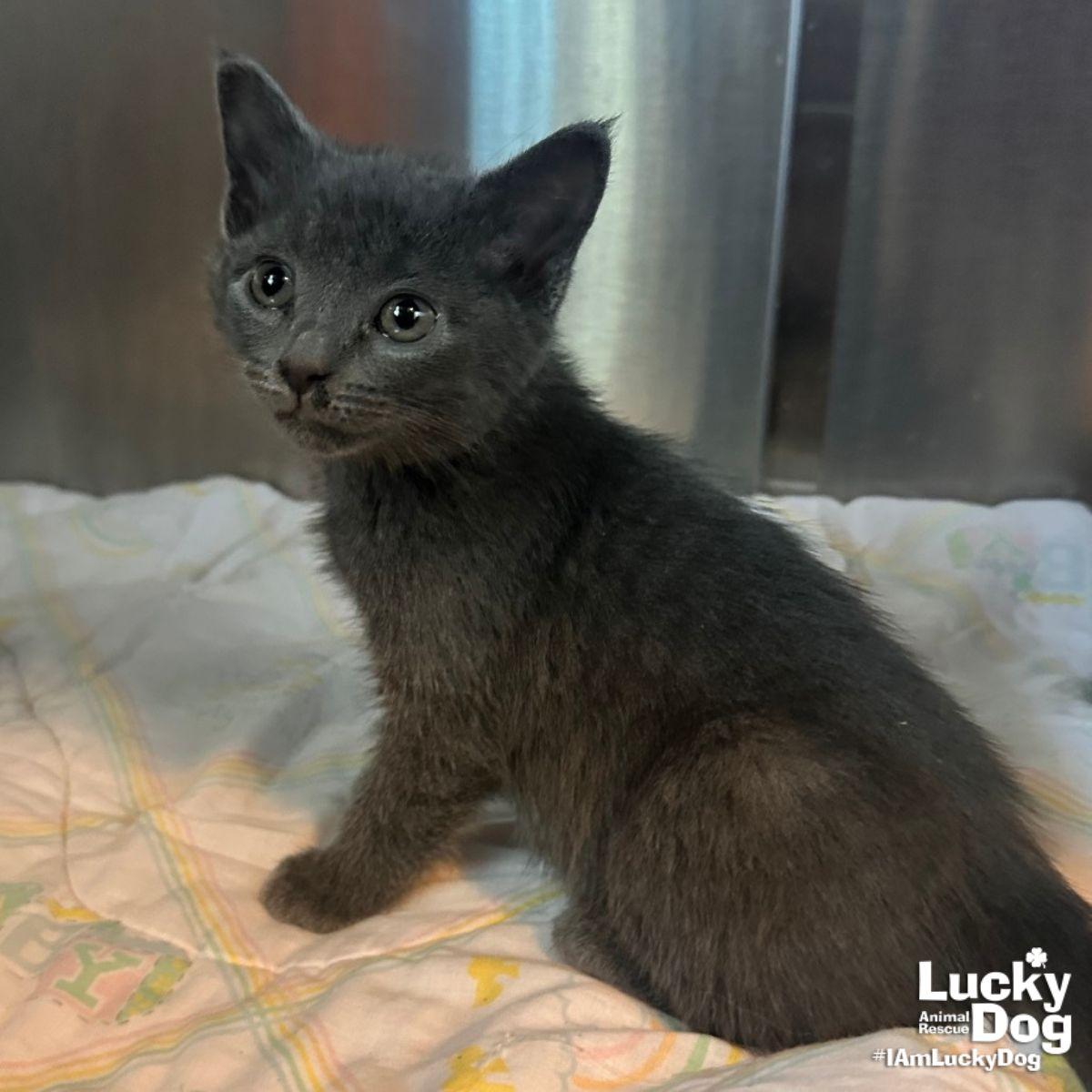 Enlarge Lil Pam, a Adopted Domestic Short Hair in Washington, DC image 1/1