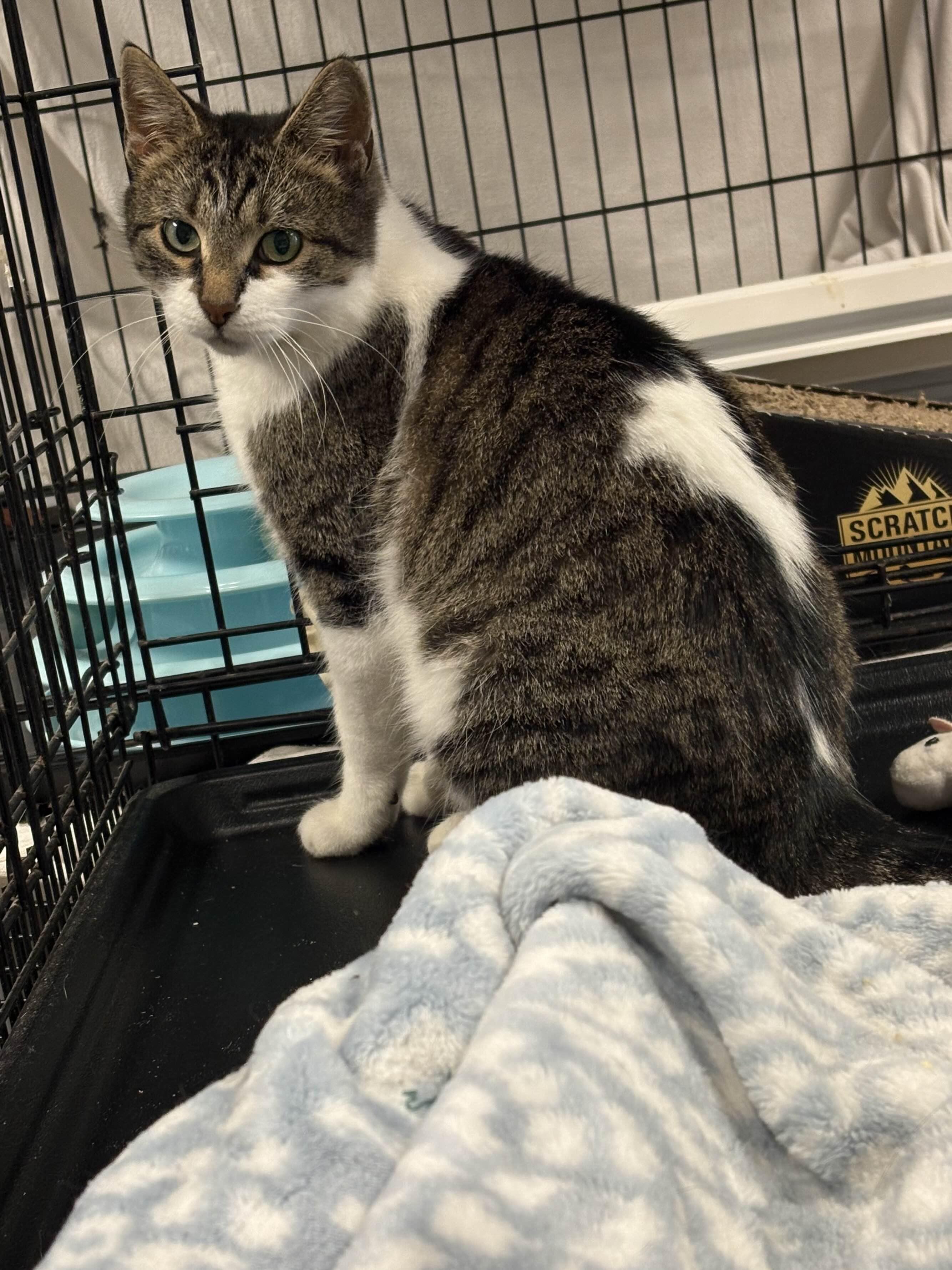 Enlarge Jade, a ADOPTABLE Domestic Short Hair in Oberlin, OH image 1/3