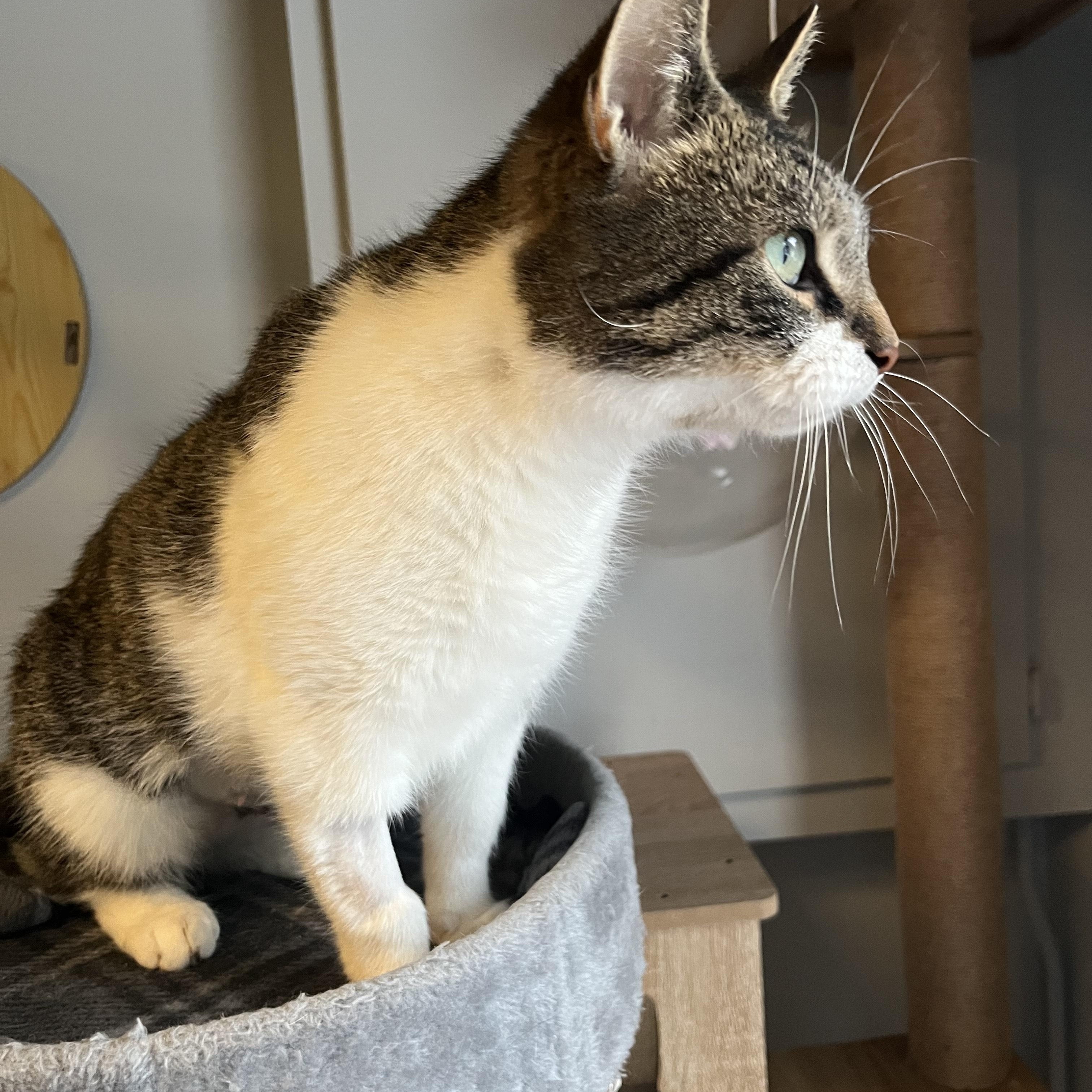 Enlarge Jade, a ADOPTABLE Domestic Short Hair in Oberlin, OH image 3/3