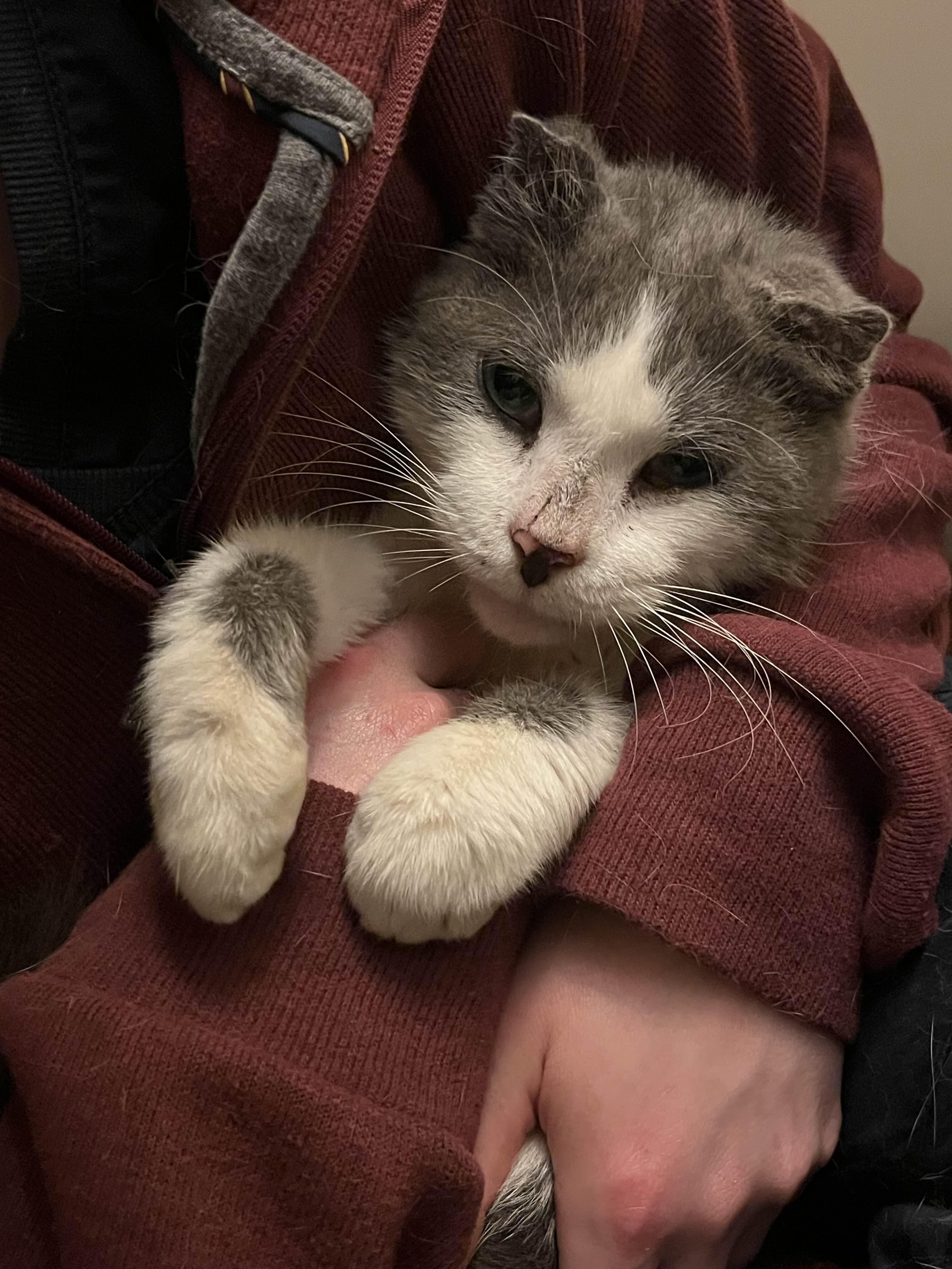 Collie, a Adoptable Domestic Short Hair in Richmond, KY image 2/3