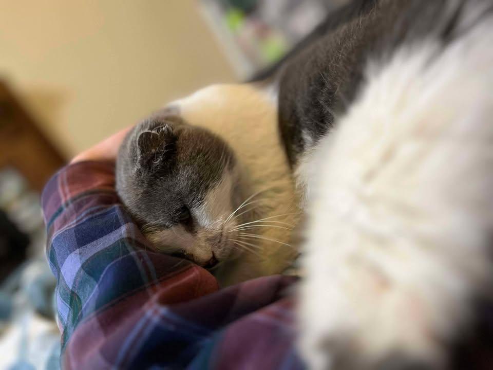 Collie, a Adoptable Domestic Short Hair in Richmond, KY image 3/3