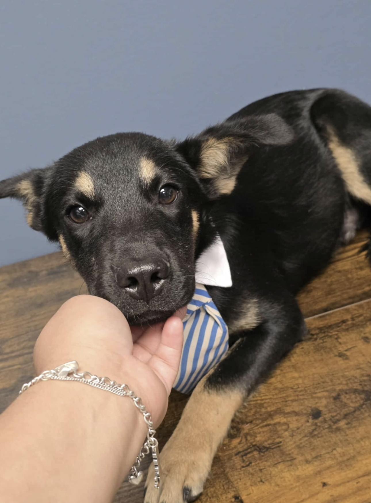 Drake, a Adoptable mixed breed in Kankakee, IL image 4/5