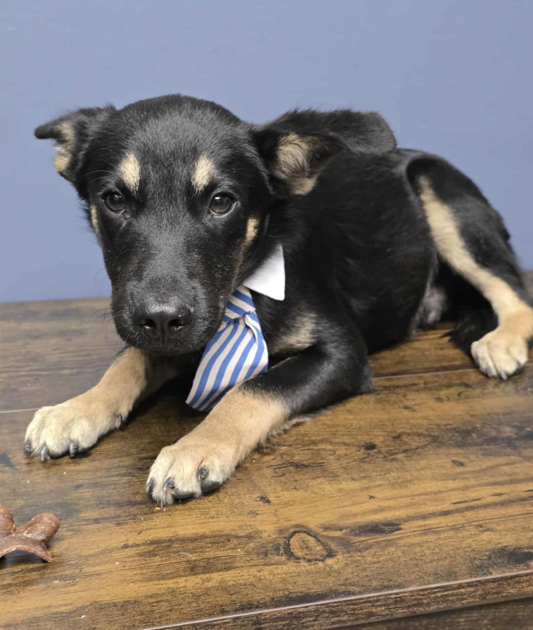 Drake, a Adoptable mixed breed in Kankakee, IL image 1/5