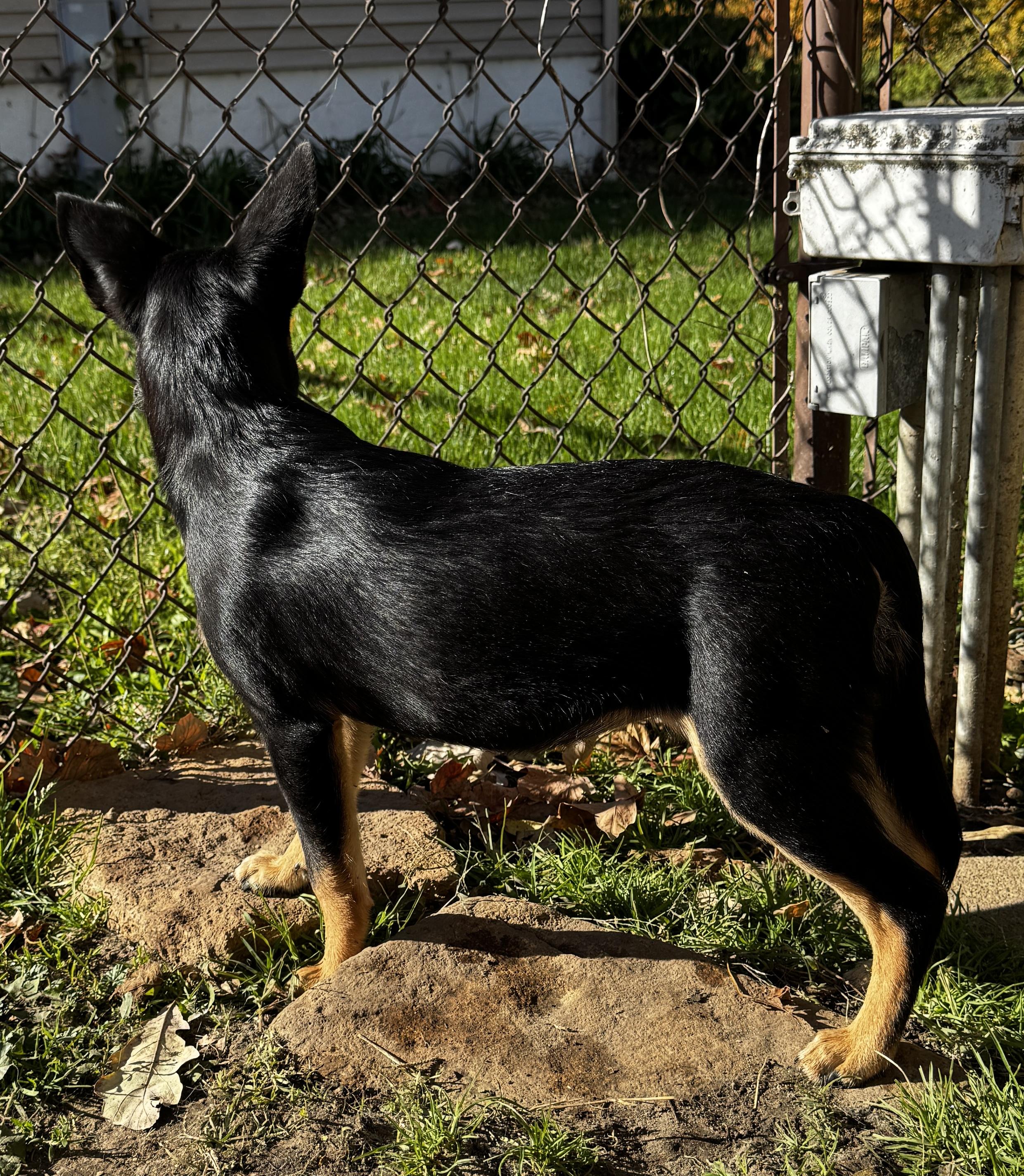 Drake, a Adoptable mixed breed in Kankakee, IL image 5/5