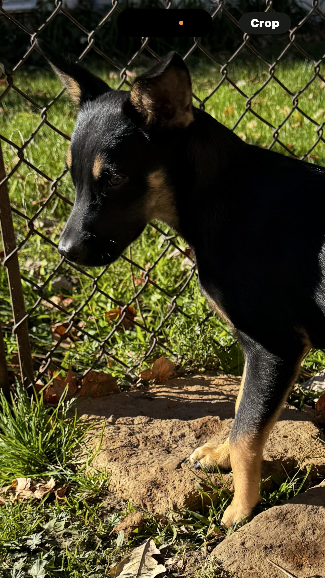 Drake, a Adoptable mixed breed in Kankakee, IL image 3/5