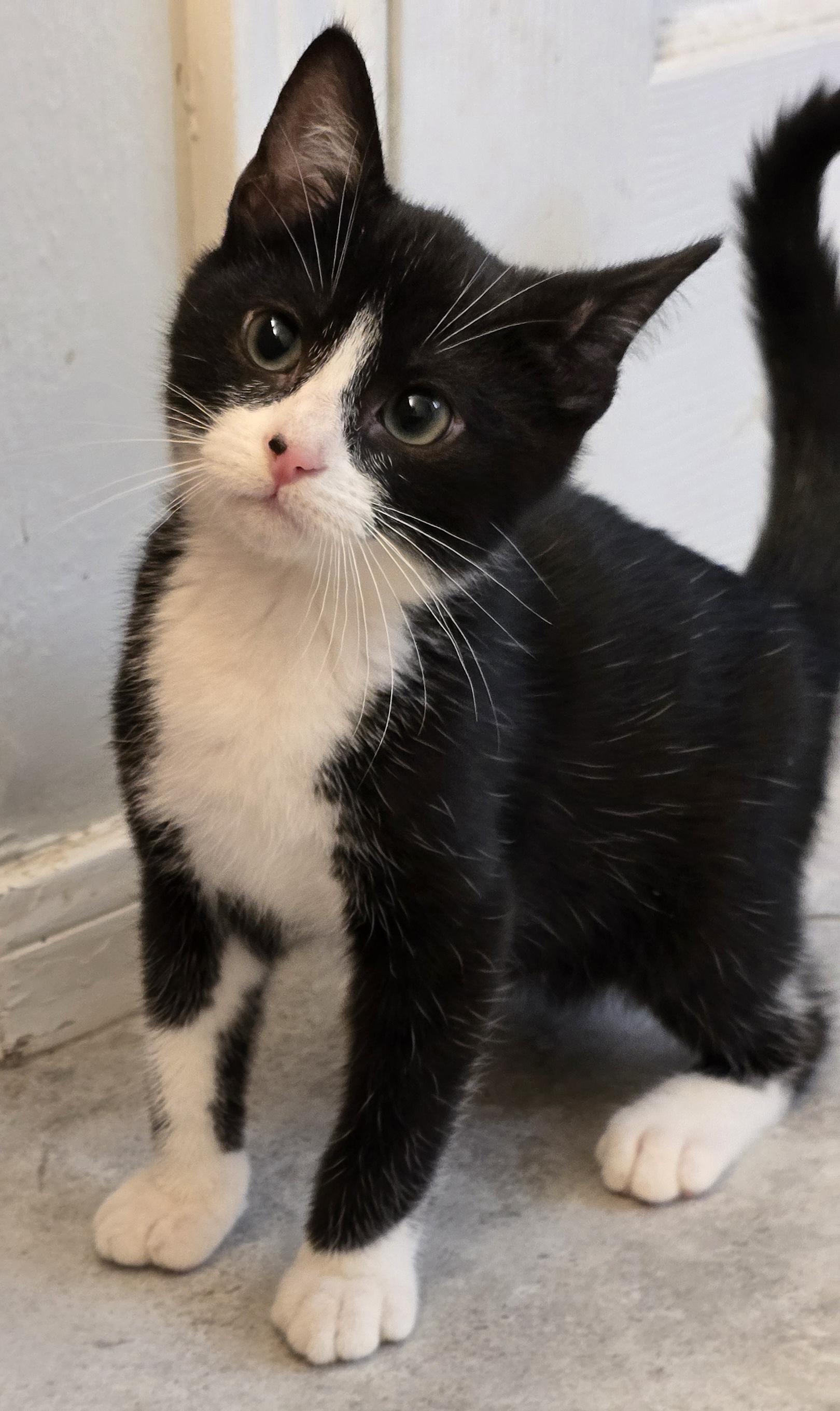 Ferdie OR14274-T, adopted, Kitten Male Domestic Short Hair.