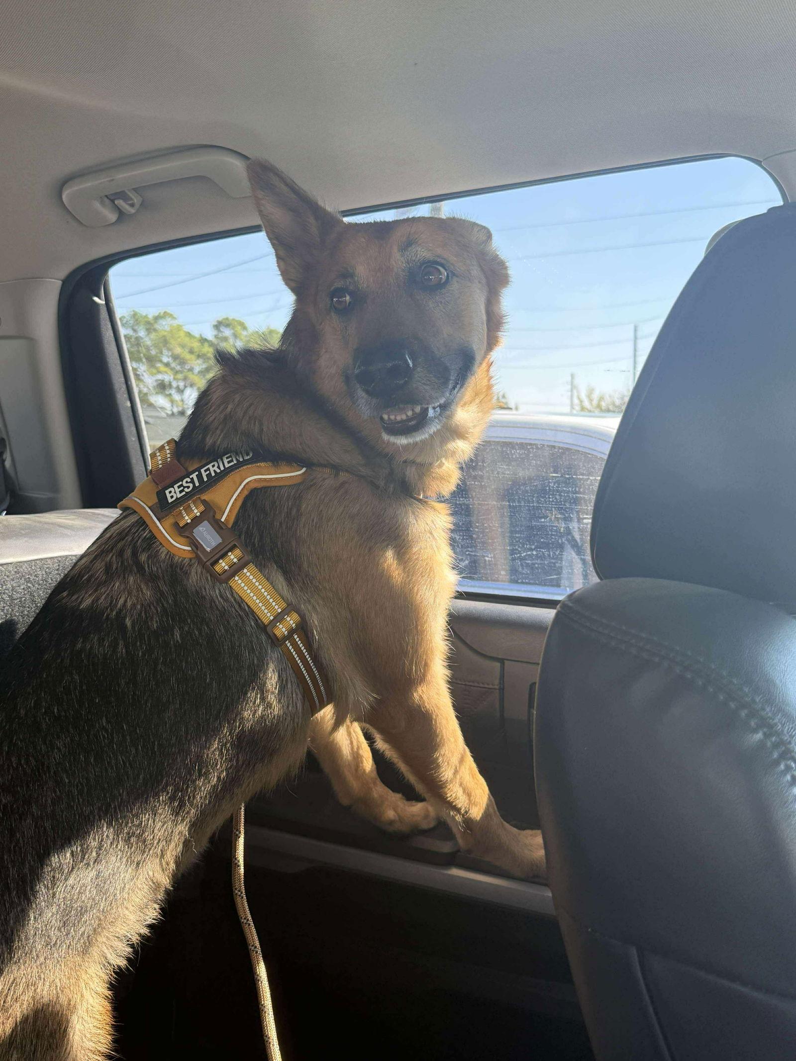 Sasha (Courtesy), Adoptable, Adult Female Husky & Shepherd.