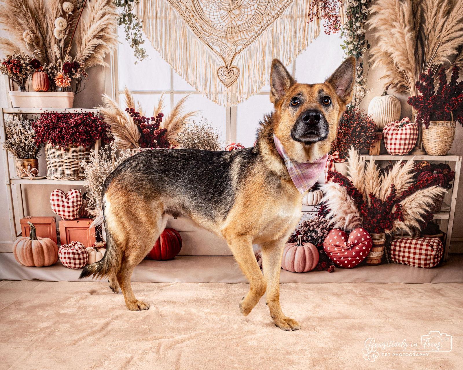 Enlarge Sasha (Courtesy), a Adoptable mixed breed in Aurora, CO image 2/3