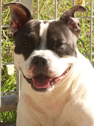 Champ, Adoptable, Adult Male Pit Bull Terrier.