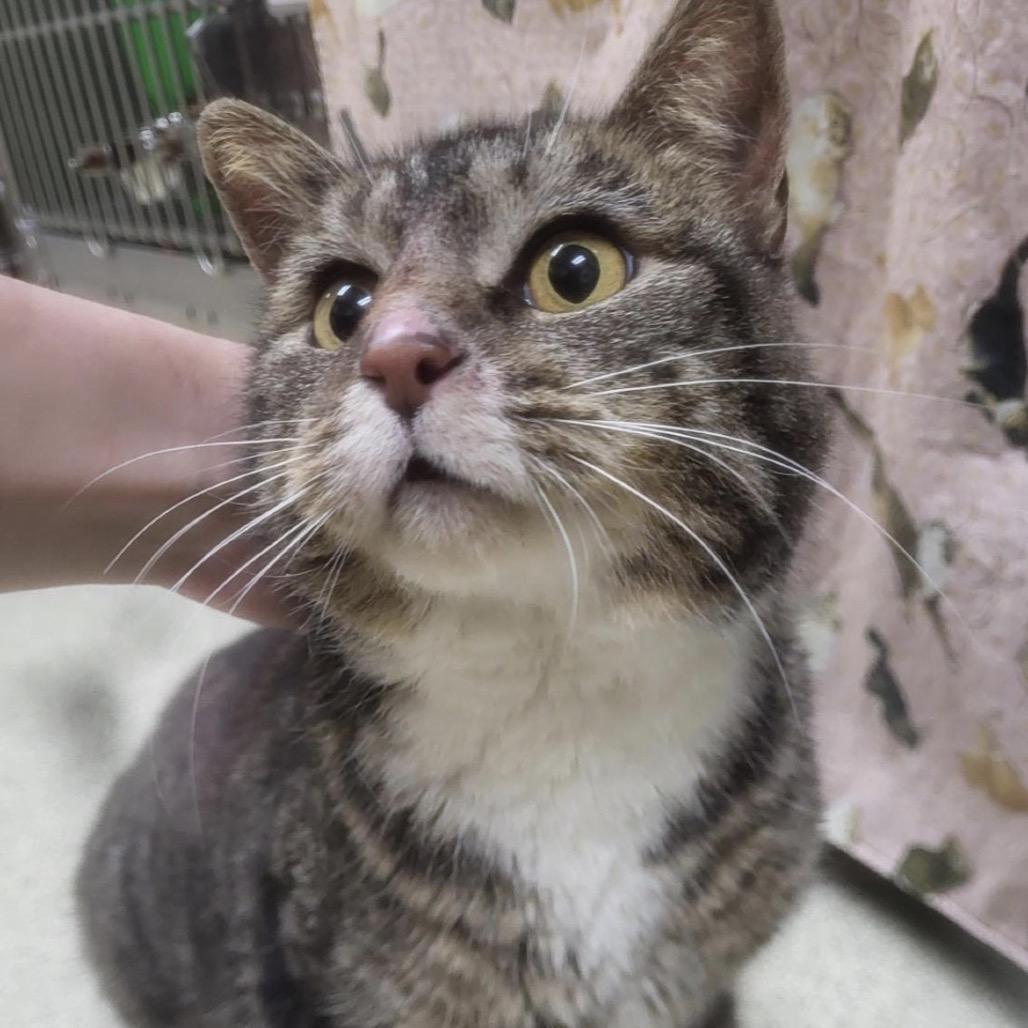 Bixby — thumbnail 2