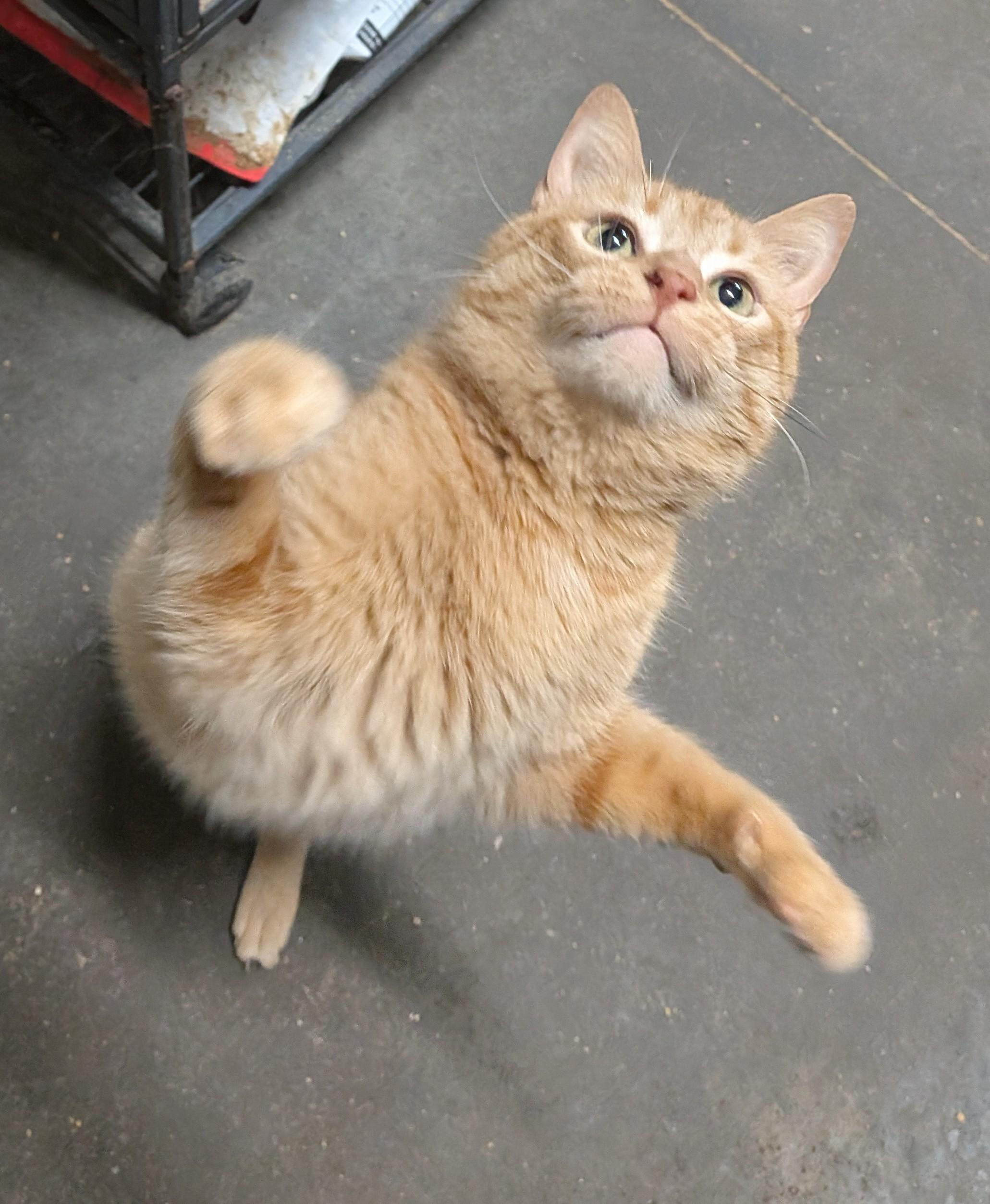 POPSICLE, an adopted Domestic Short Hair in Tillsonburg, ON image 6/6