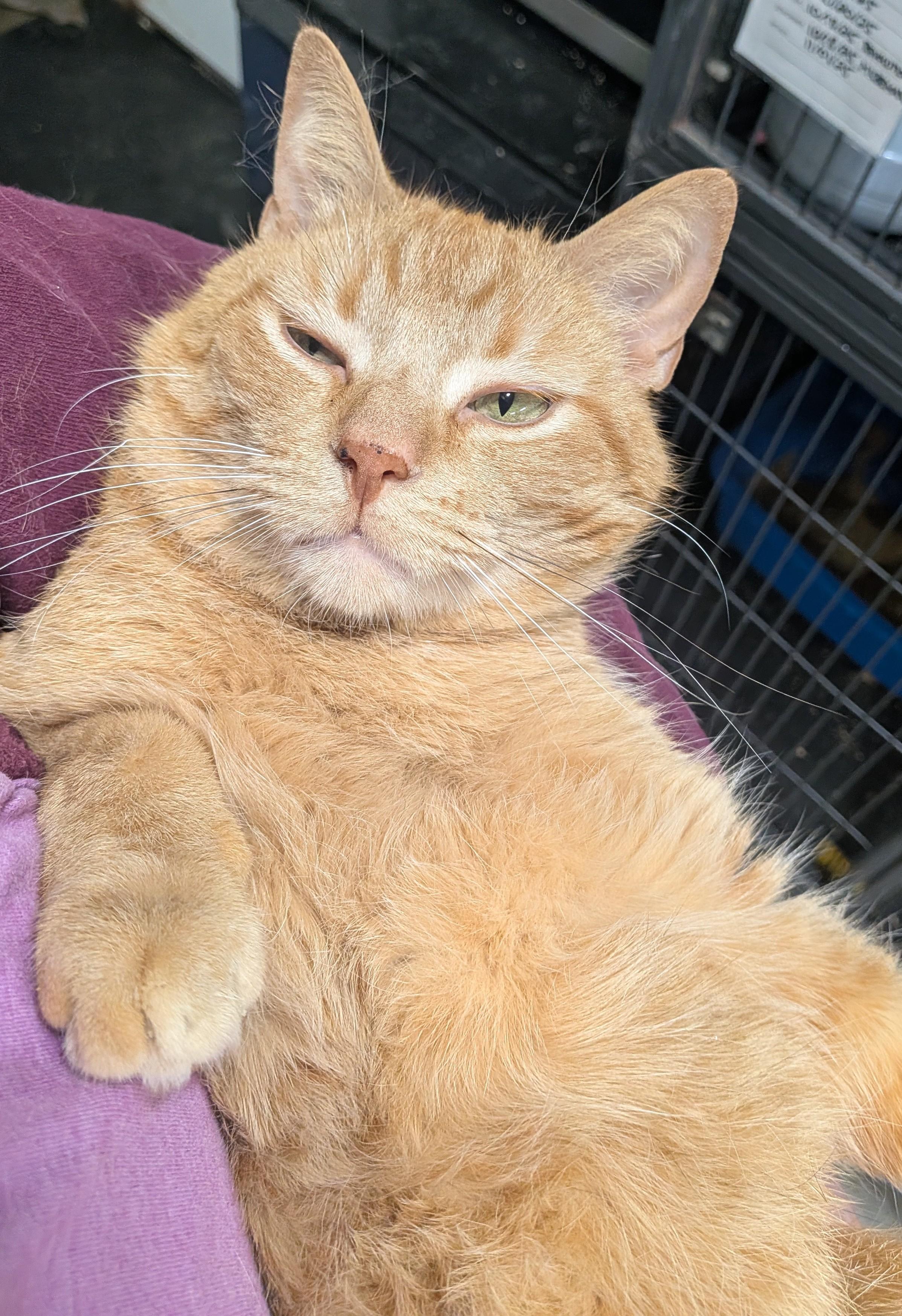 POPSICLE, an adopted Domestic Short Hair in Tillsonburg, ON image 5/6