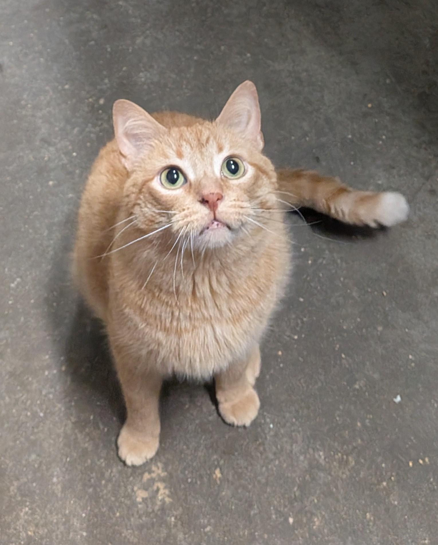 POPSICLE, an adopted Domestic Short Hair in Tillsonburg, ON image 1/6