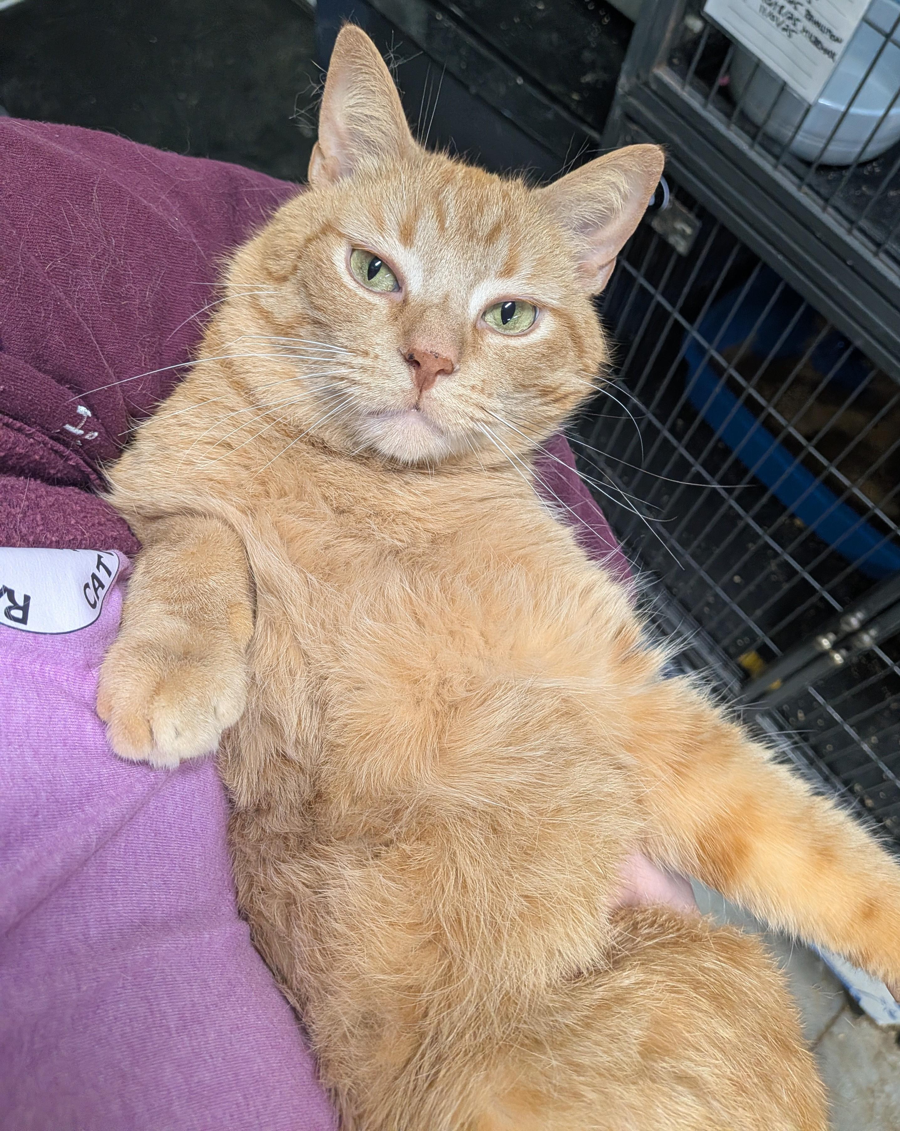 POPSICLE, an adopted Domestic Short Hair in Tillsonburg, ON image 4/6