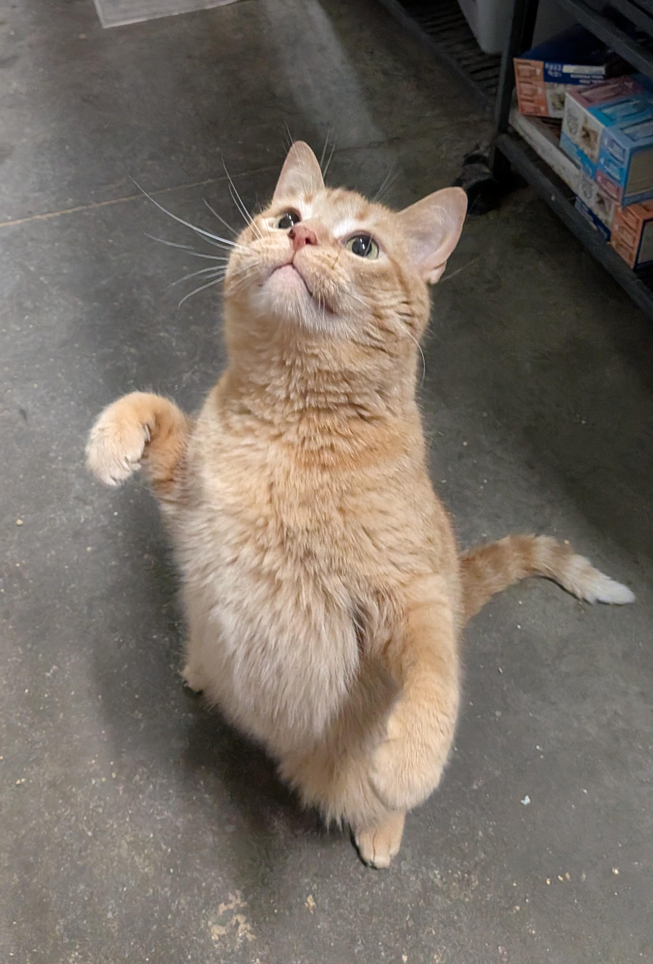 POPSICLE, an adopted Domestic Short Hair in Tillsonburg, ON image 2/6
