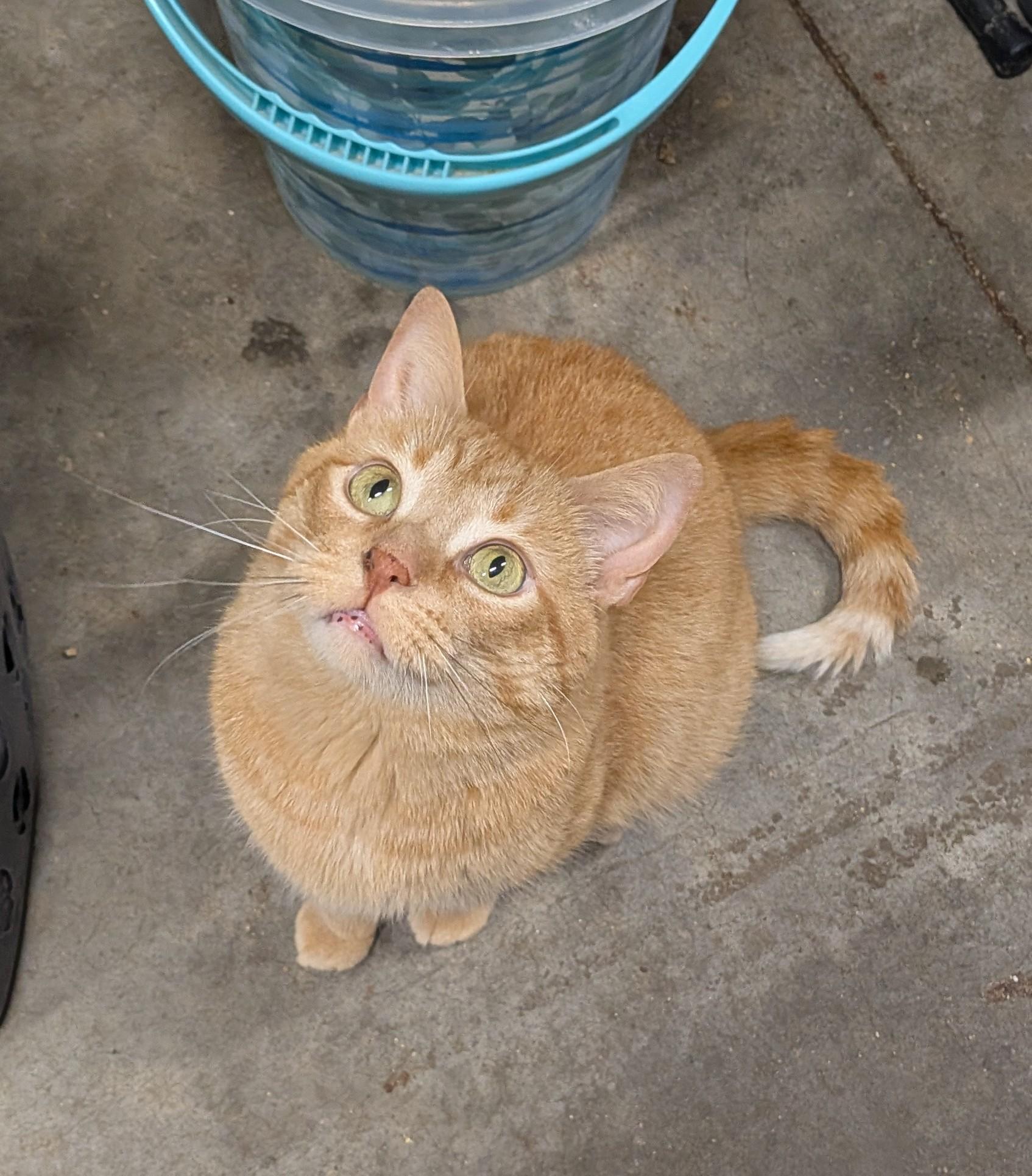 POPSICLE, an adopted Domestic Short Hair in Tillsonburg, ON image 3/6