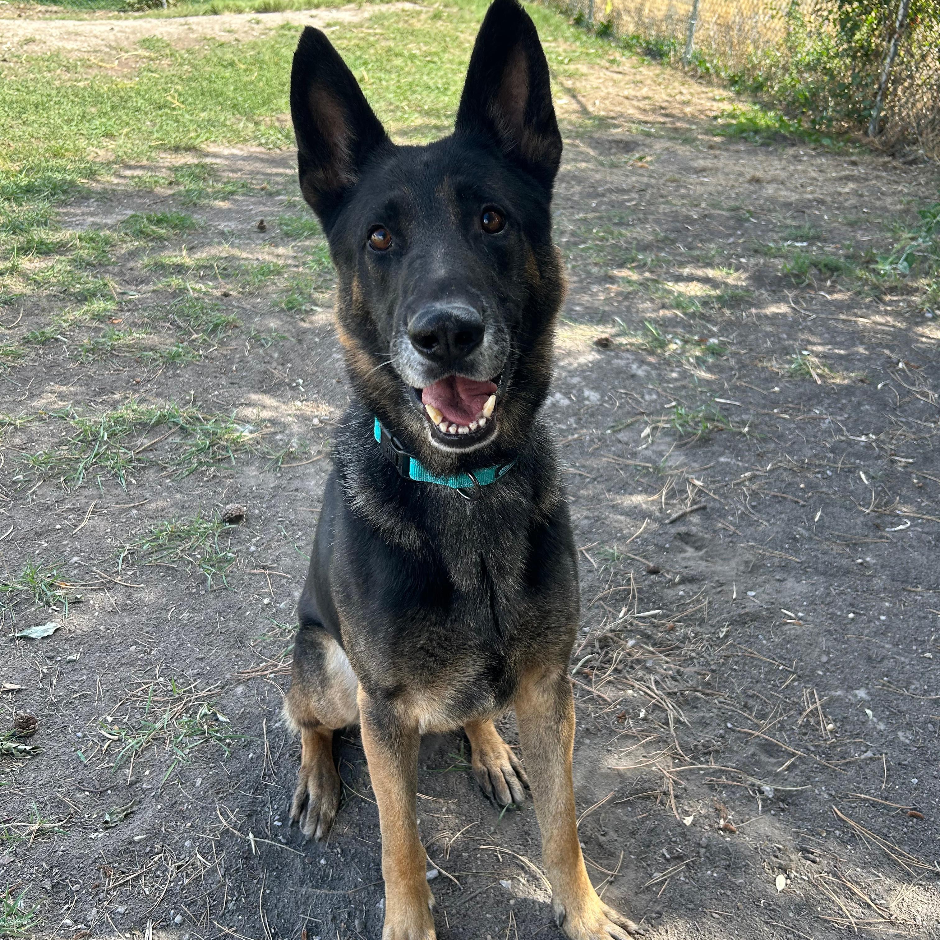 Enlarge Boris, a Adoptable mixed breed in Lindon, UT image 4/5