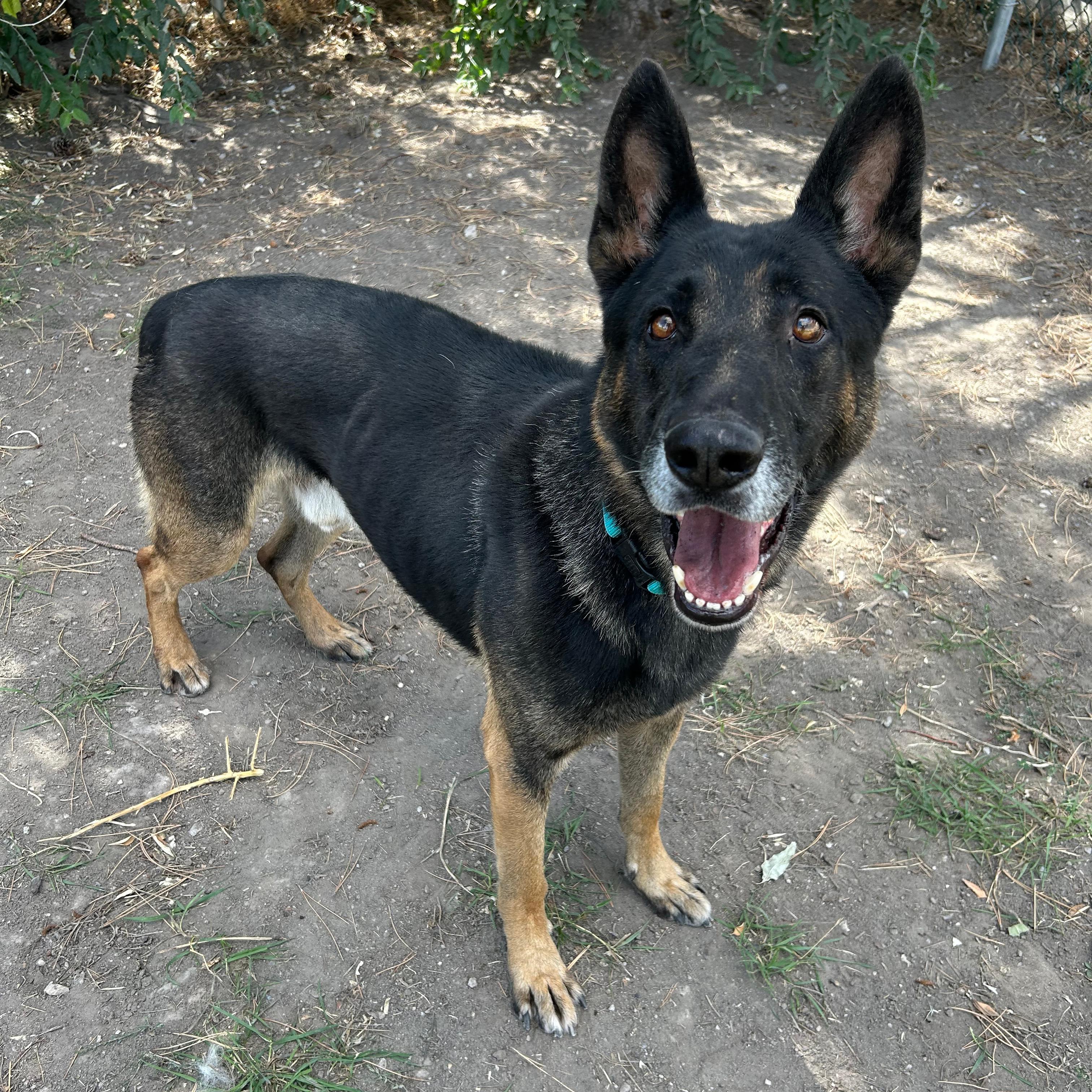 Enlarge Boris, a Adoptable mixed breed in Lindon, UT image 2/5