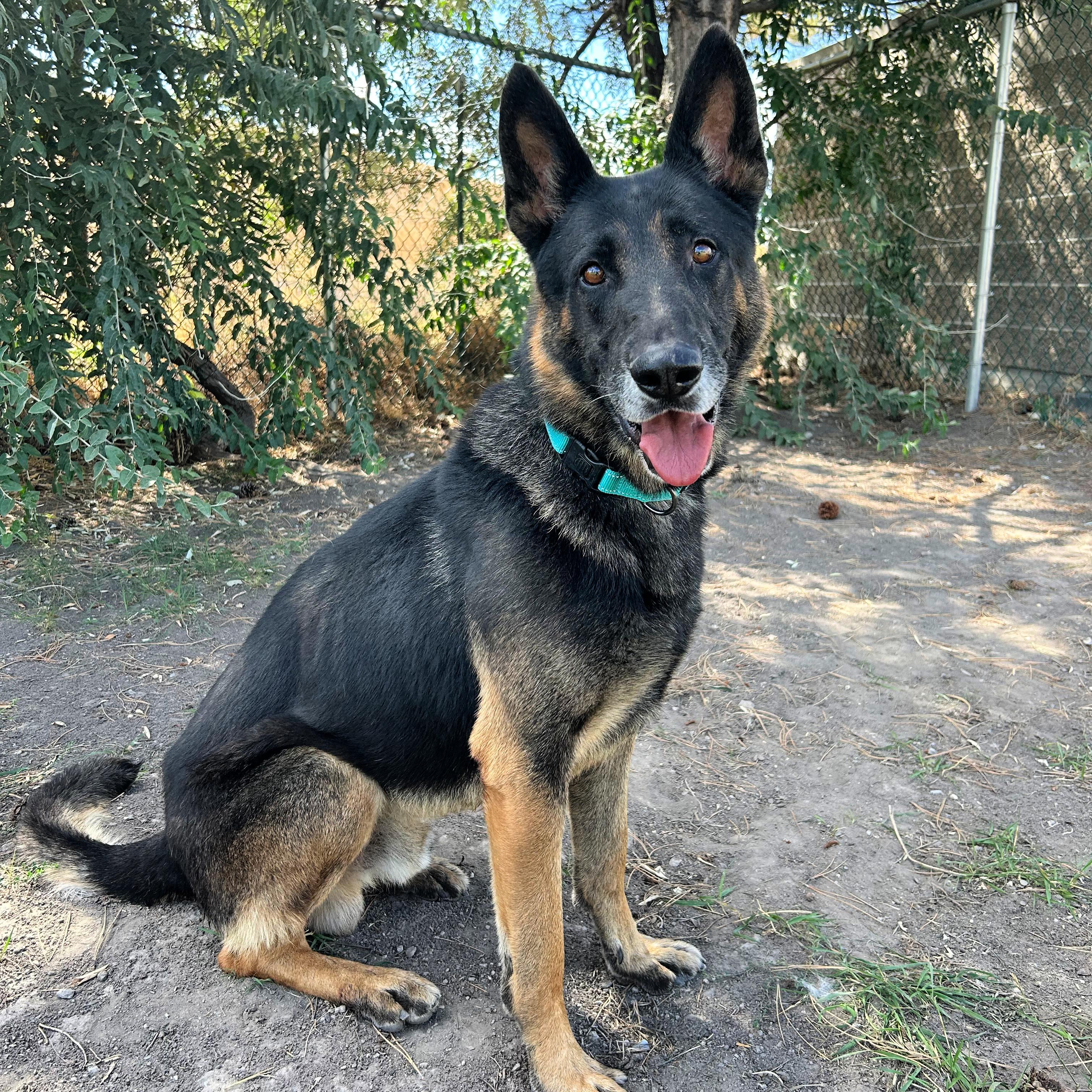 Boris, Adoptable, Adult Male German Shepherd Dog.