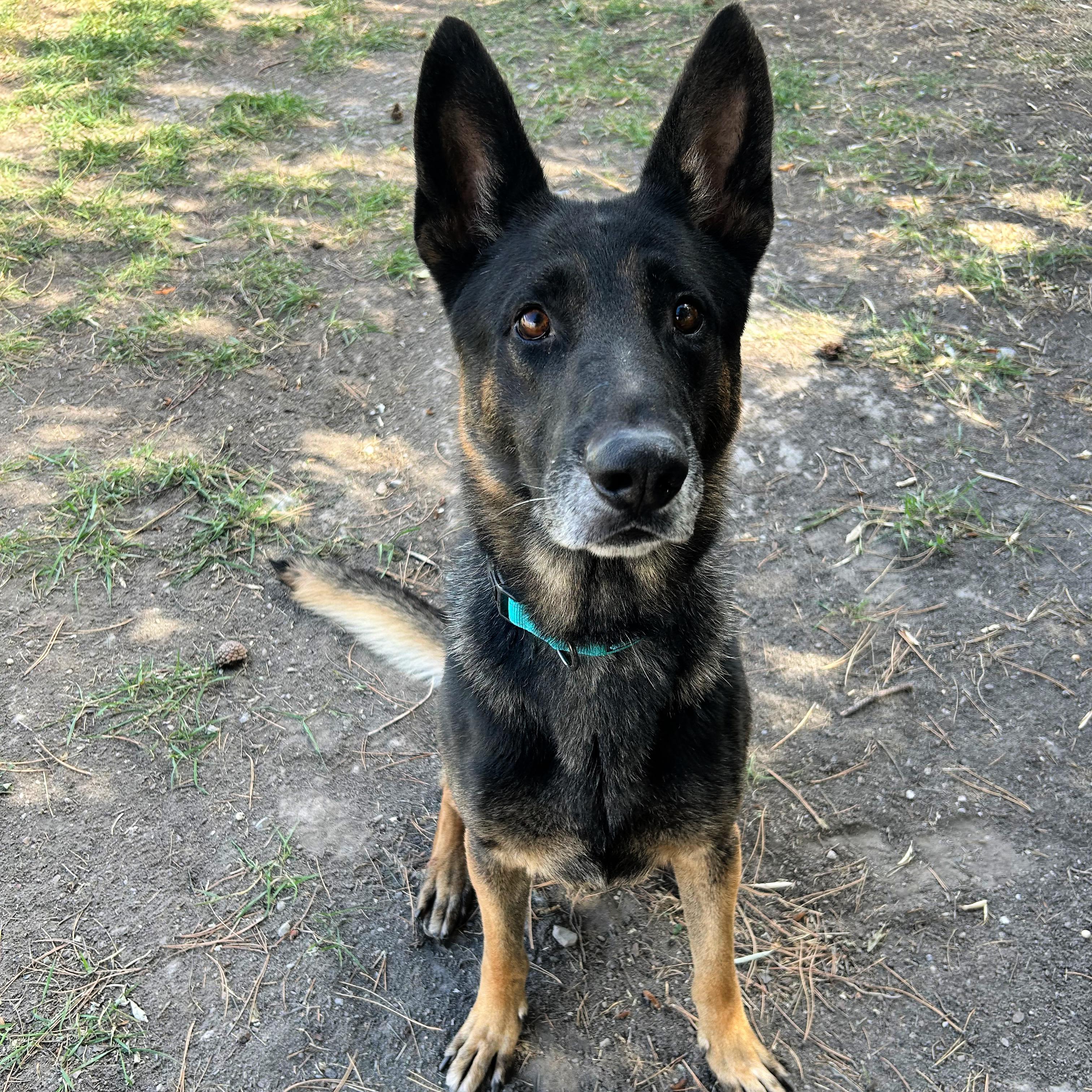 Enlarge Boris, a Adoptable mixed breed in Lindon, UT image 5/5