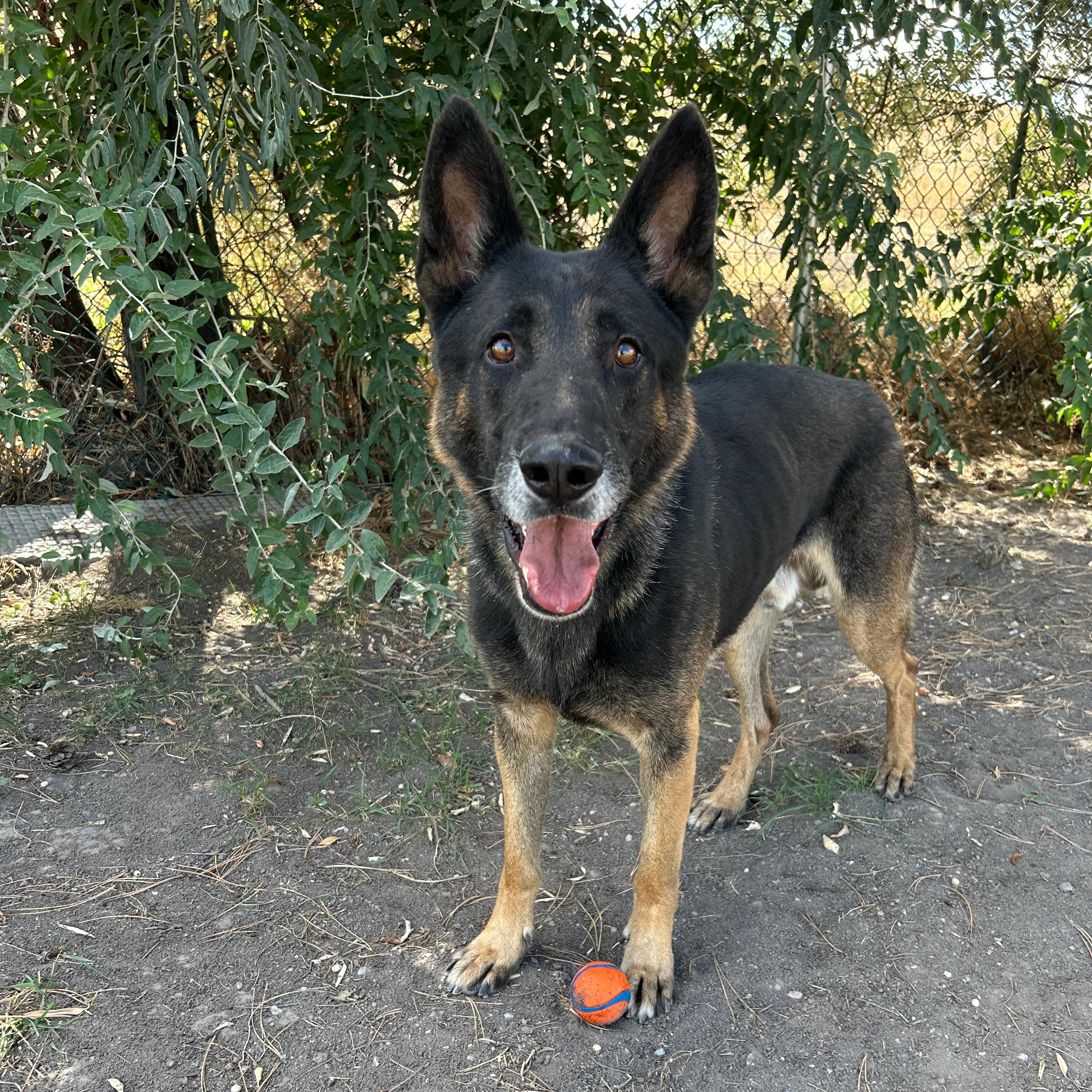 Enlarge Boris, a Adoptable mixed breed in Lindon, UT image 3/5