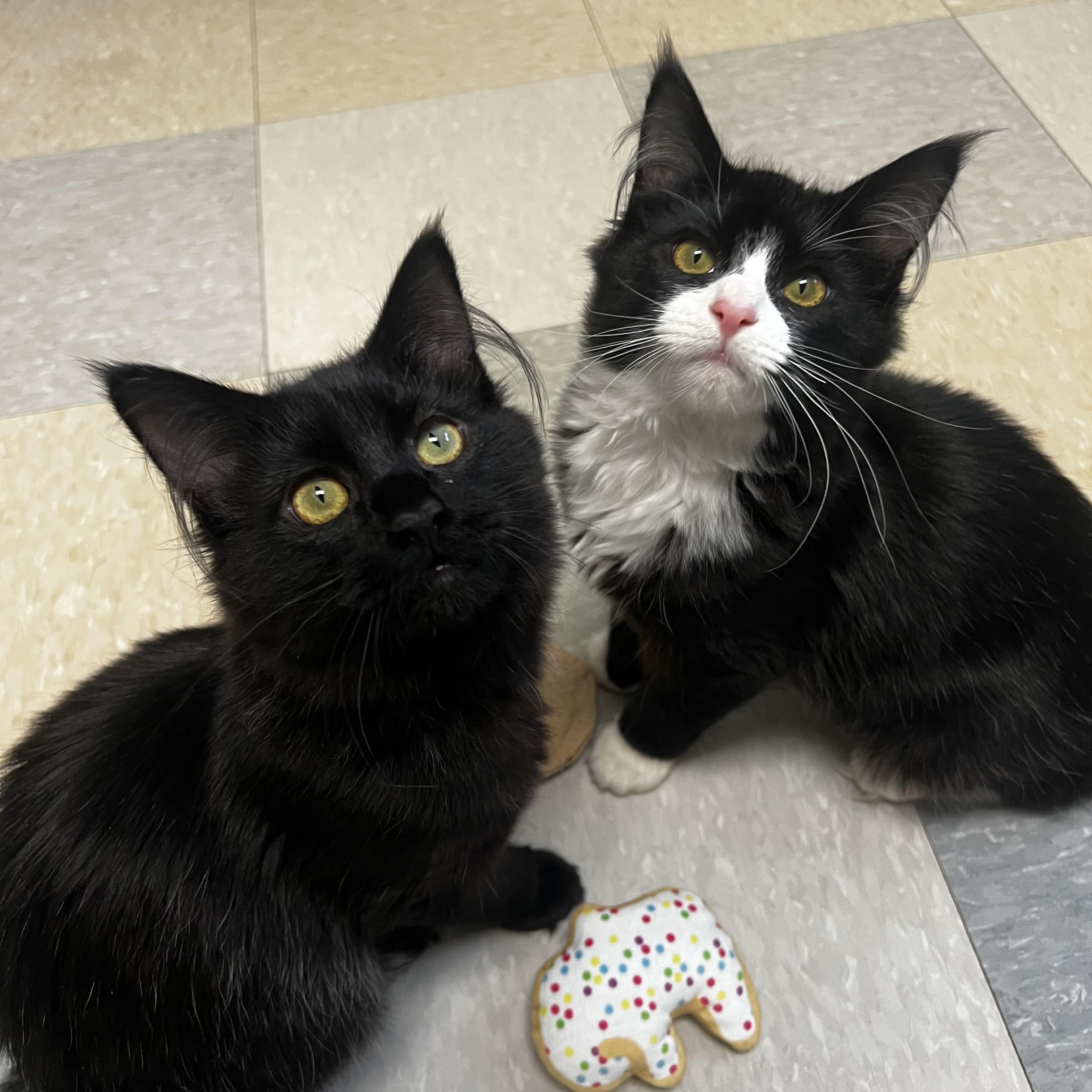 Enlarge Billie Duck (F) and Scootch (M), a ADOPTABLE Domestic Long Hair in Binghamton, NY image 1/2