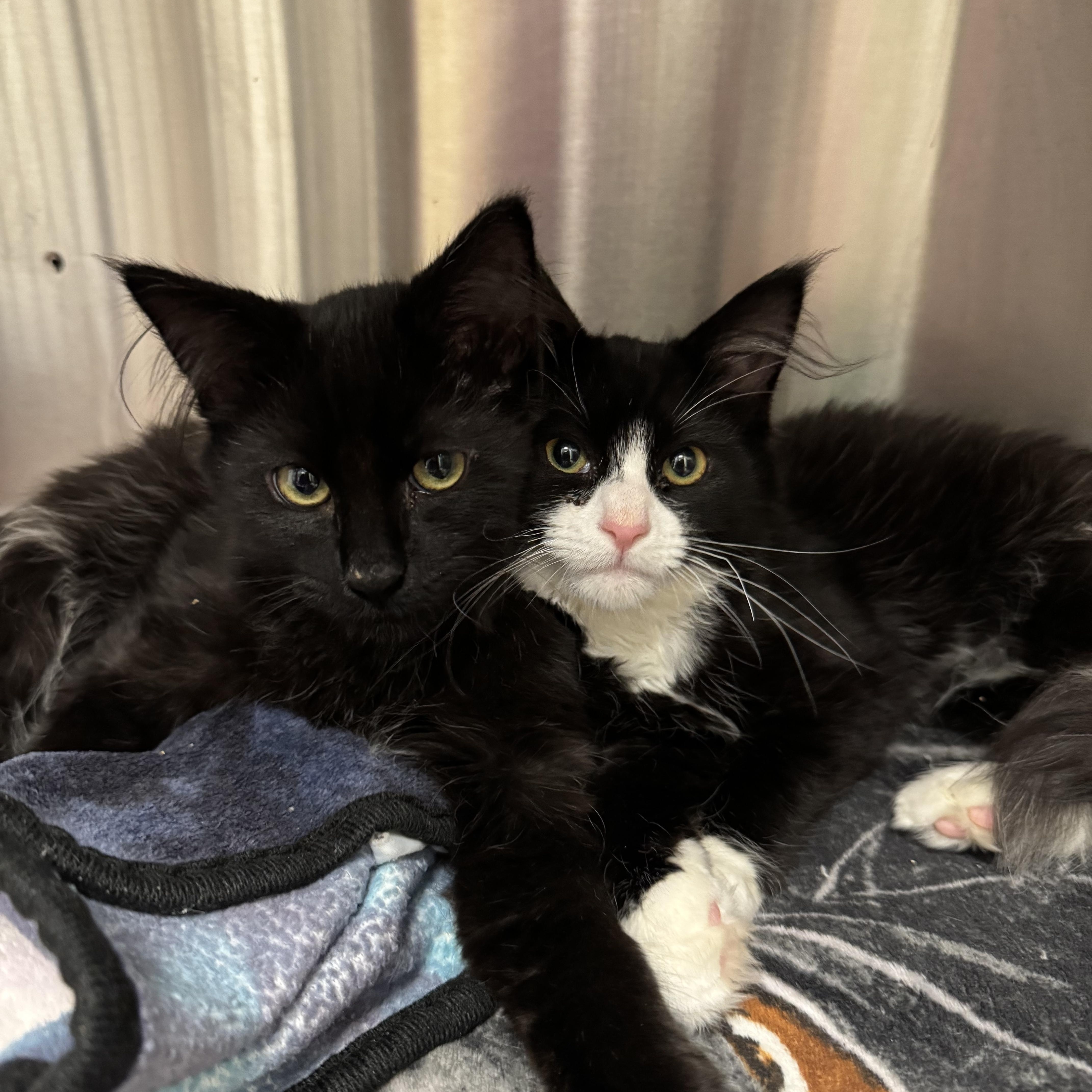 Enlarge Billie Duck (F) and Scootch (M), a ADOPTABLE Domestic Long Hair in Binghamton, NY image 2/2