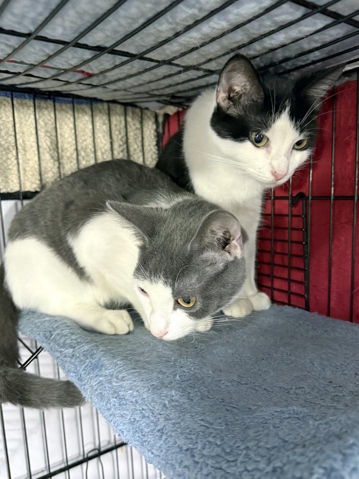 George '26, Adoptable, Kitten Male Domestic Short Hair.
