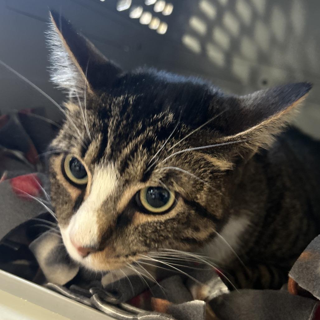 Enlarge Skip, a Adoptable Domestic Short Hair in Pleasanton, CA image 1/2