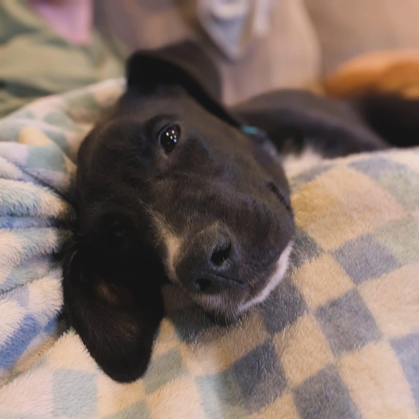 Black Bean, a ADOPTABLE mixed breed in Rochester, NY image 3/5