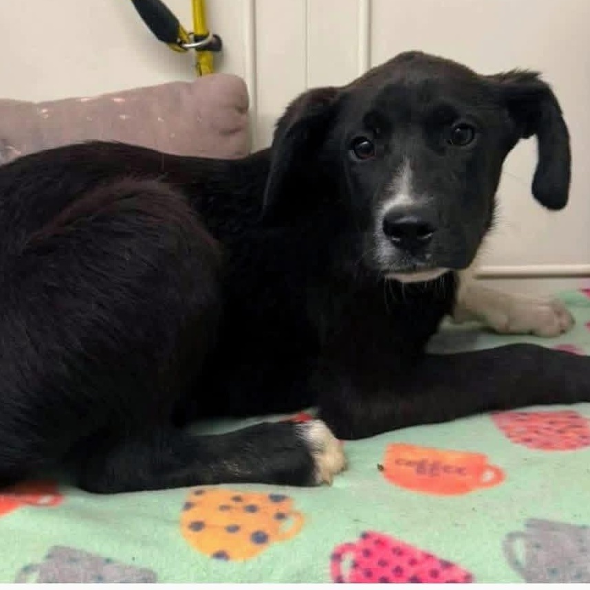 Black Bean, a ADOPTABLE mixed breed in Rochester, NY image 5/5