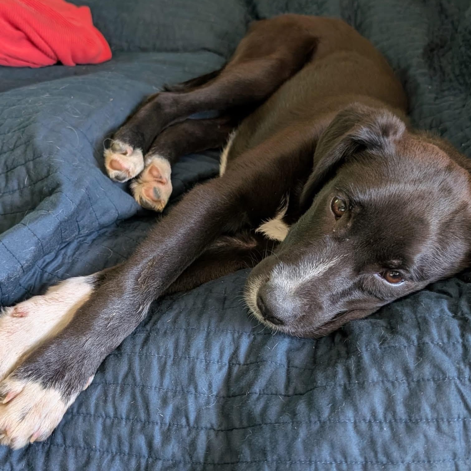 Black Bean, a ADOPTABLE mixed breed in Rochester, NY image 4/5