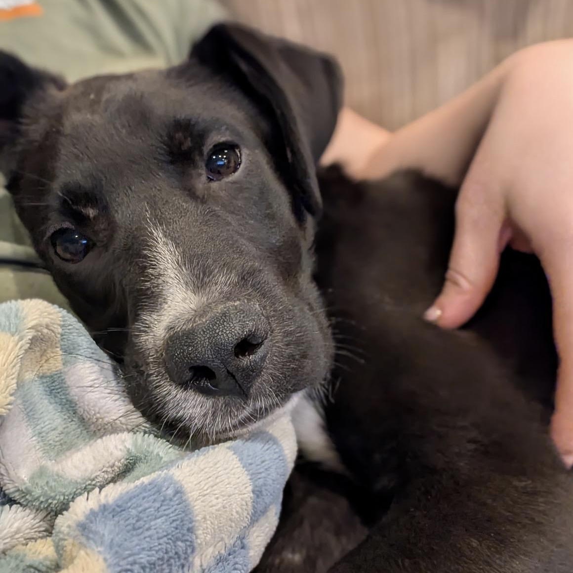 Black Bean, a ADOPTABLE mixed breed in Rochester, NY image 1/5