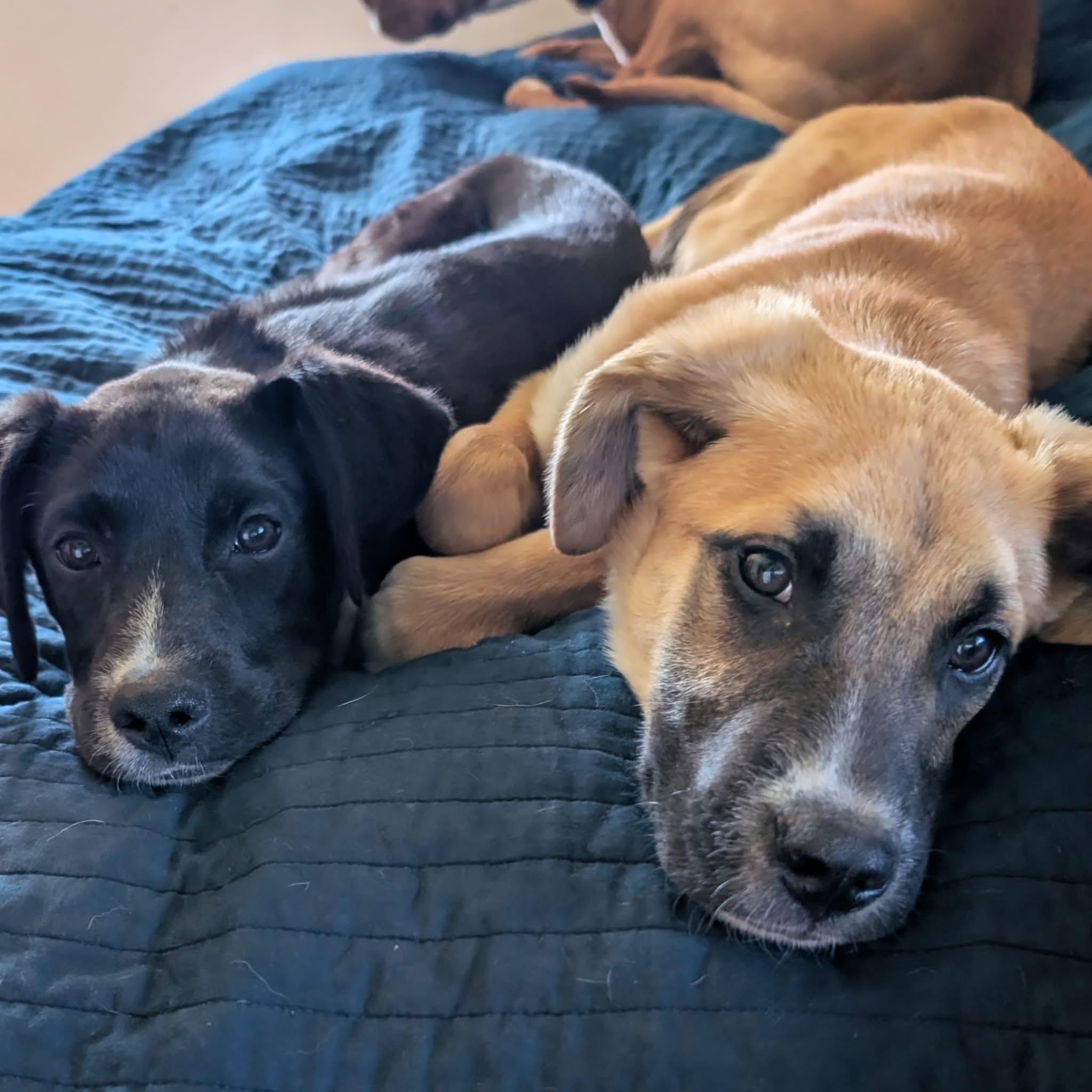 Black Bean, a ADOPTABLE mixed breed in Rochester, NY image 2/5
