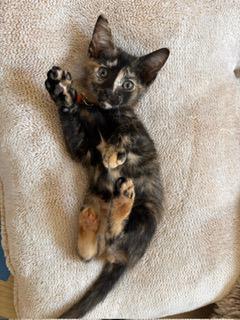Moxie photo 1