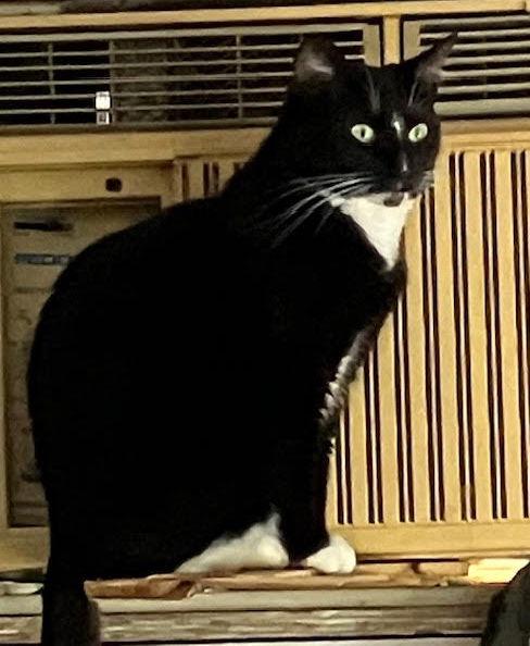 Mama/Momma (FCID# 11/13/2024 - 38) C, Adoptable, Young Female Domestic Short Hair.