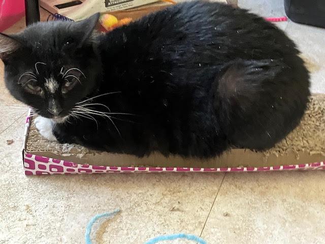 Enlarge Mama/Momma (FCID# 11/13/2024 - 38) C, a Adoptable Domestic Short Hair in Greenville, DE image 1/3