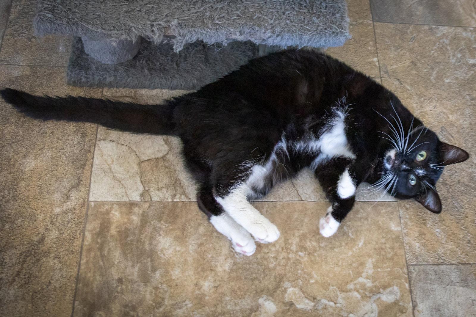 Enlarge Mama/Momma (FCID# 11/13/2024 - 38) C, a Adoptable Domestic Short Hair in Greenville, DE image 2/3