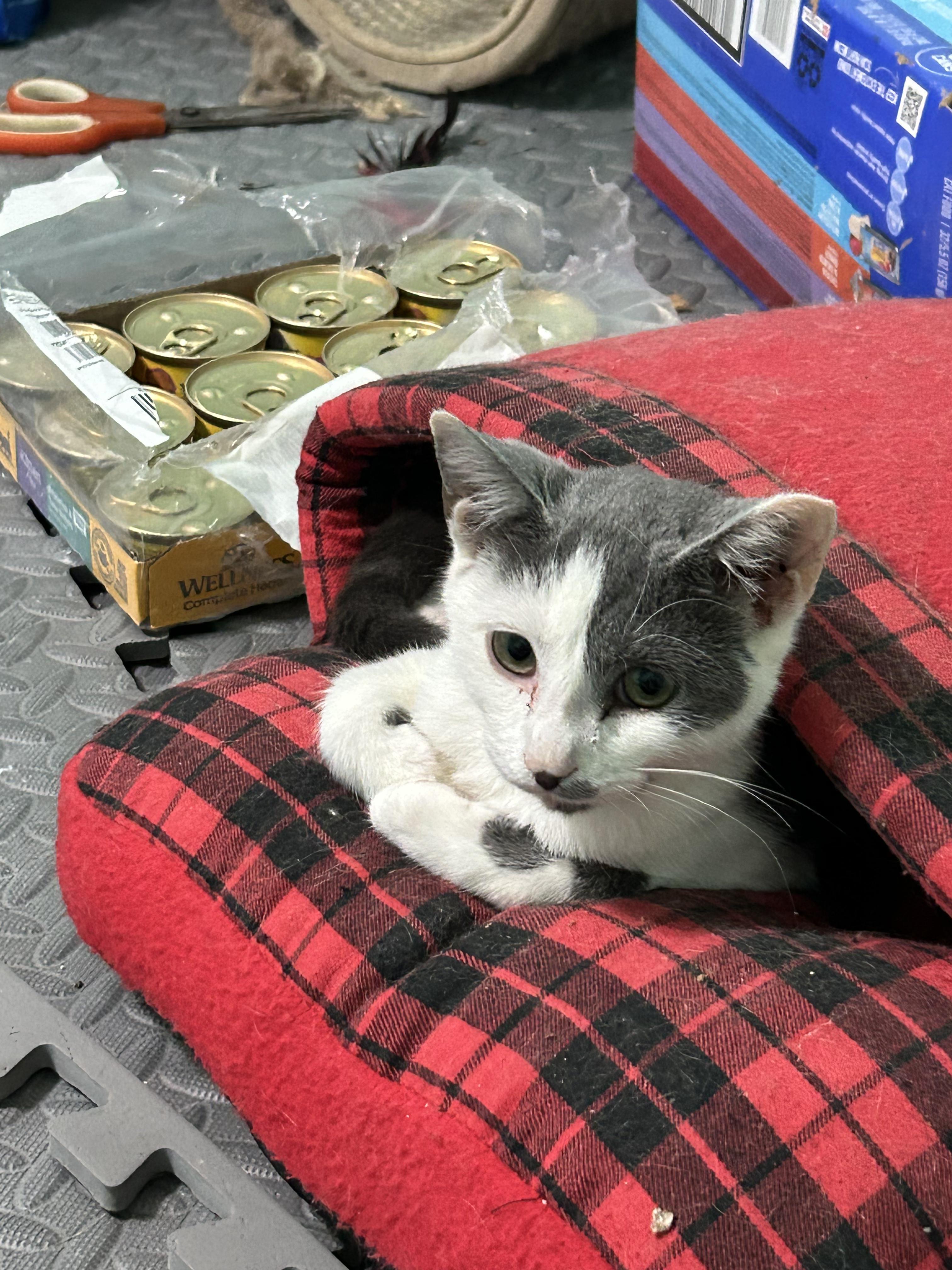 Tony, Adoptable, Kitten Male Domestic Short Hair.