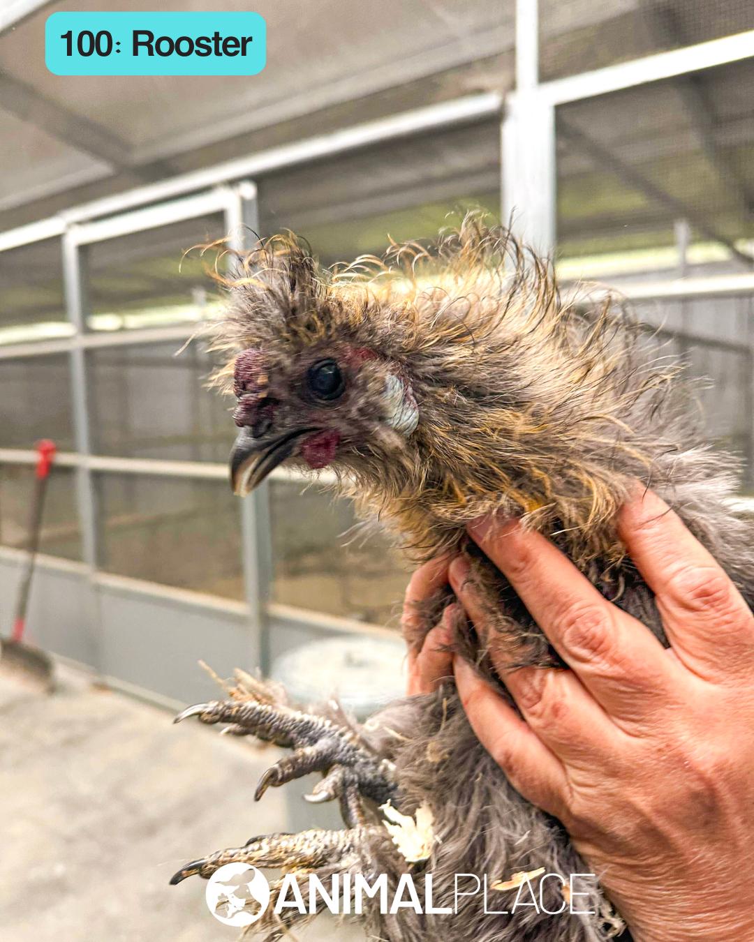 Erwin, Adoptable, Adult Male Chicken.